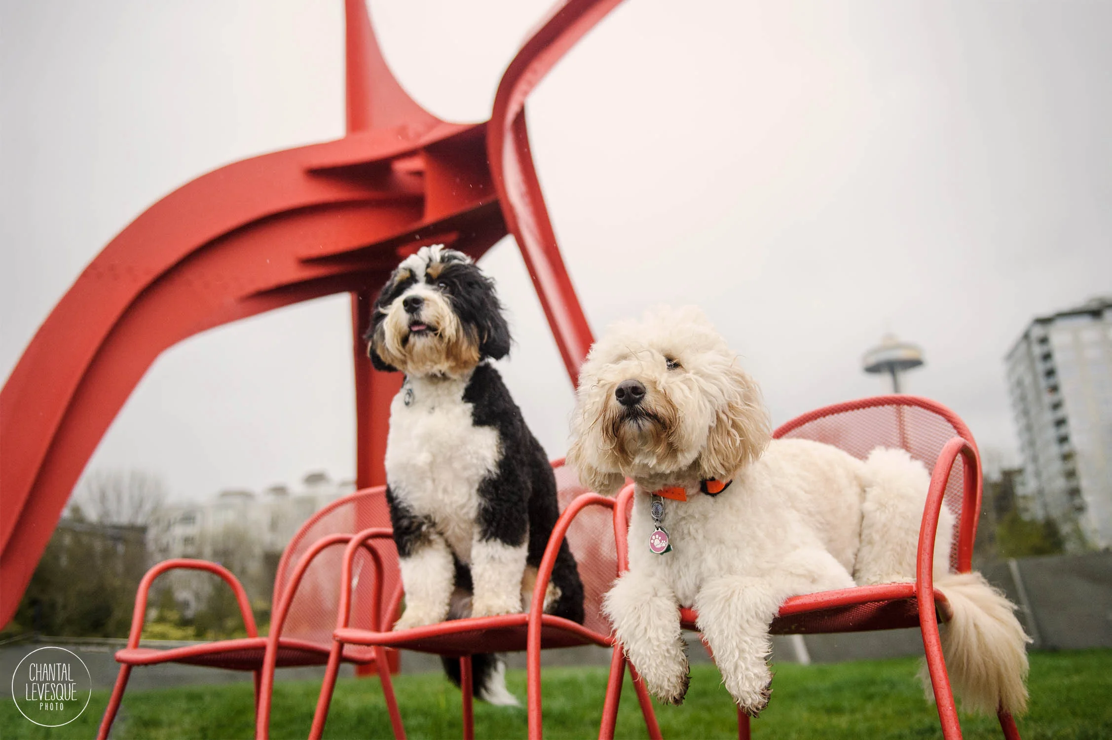AnimalHaus-blog-4234-web.jpg