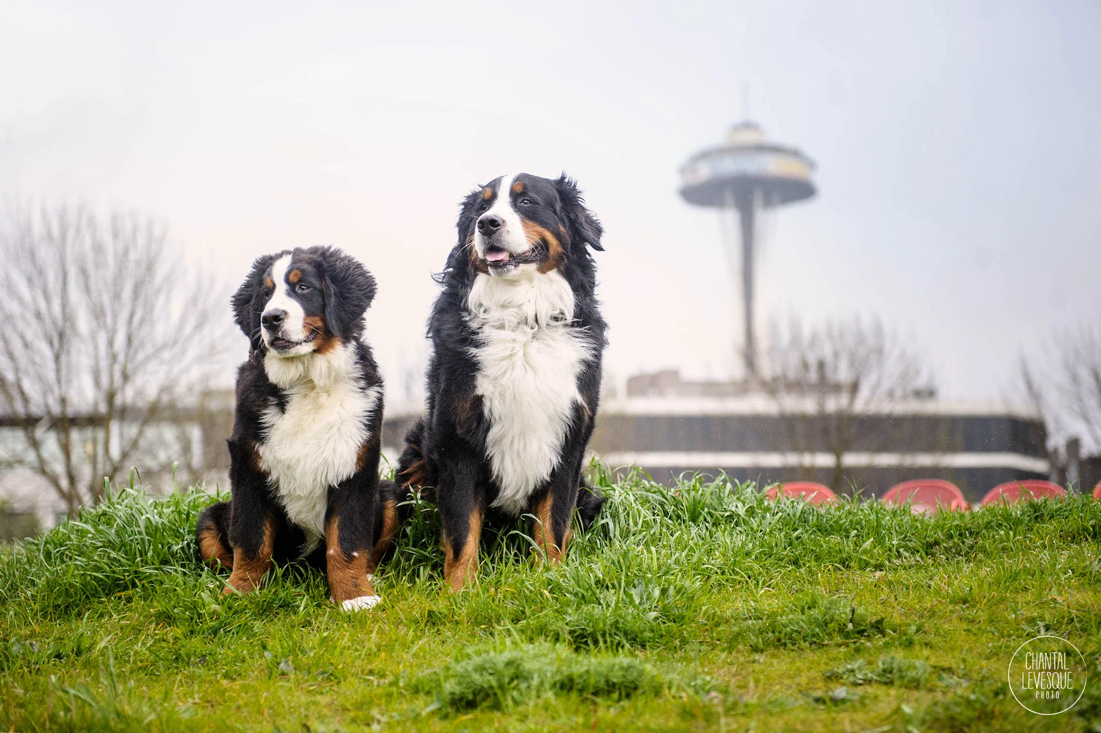 AnimalHaus-blog-4286-web.jpg