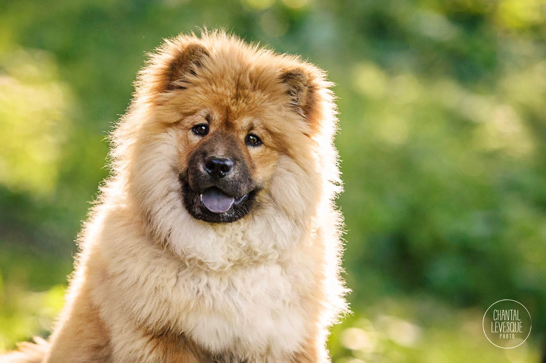 Chow-Chow-puppy-photography-Montreal.jpg