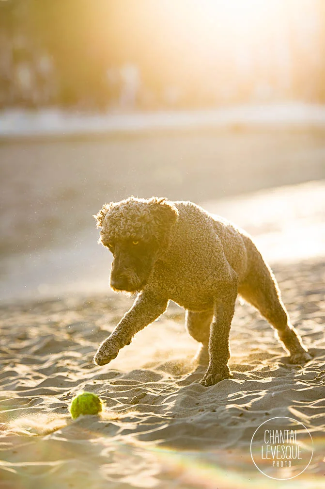 golden-hour-beach-dog-photograher.jpg