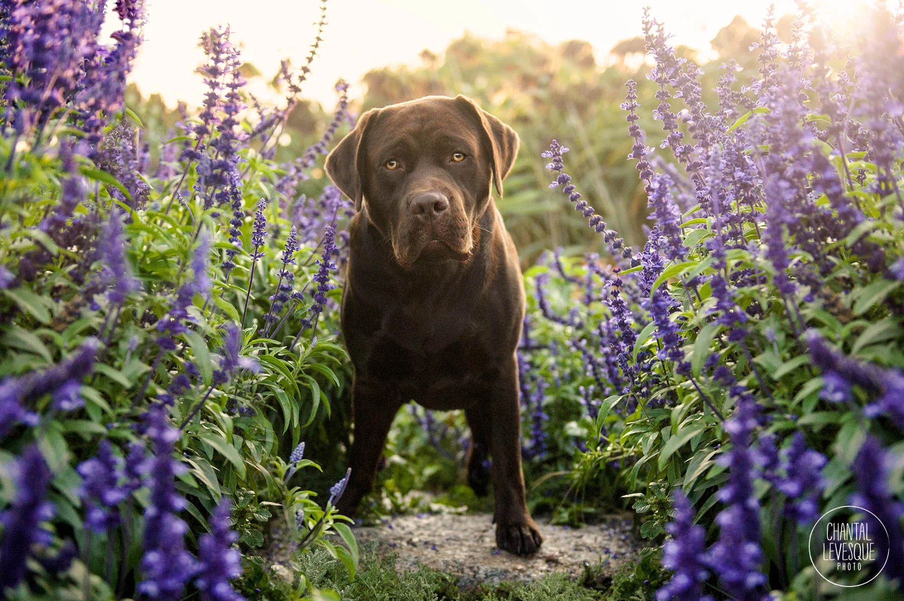 chocolate-lab-professional-photography-mtl.jpg