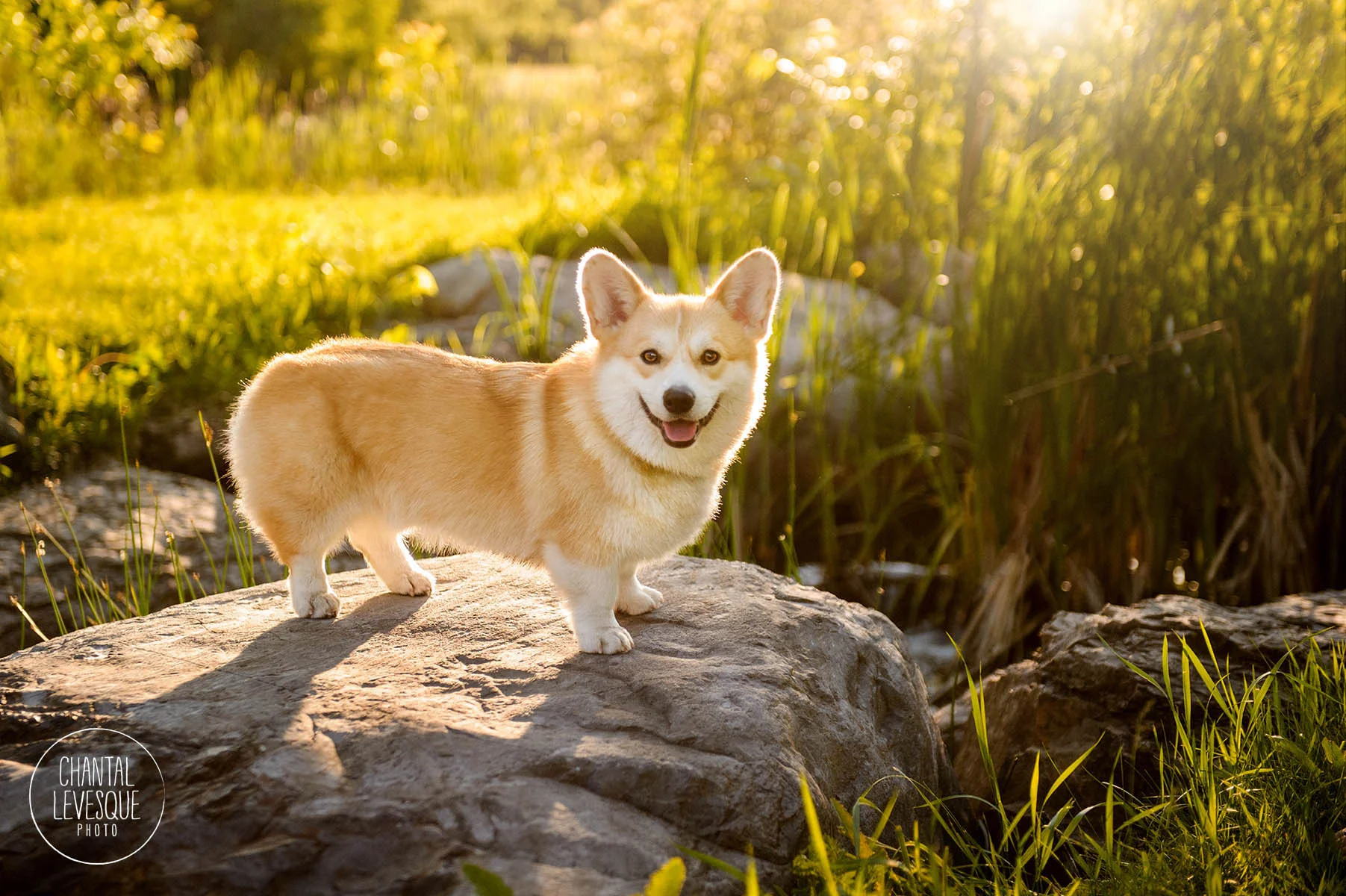 Clarence-corgi-sunset-photo-session-mtl.jpg