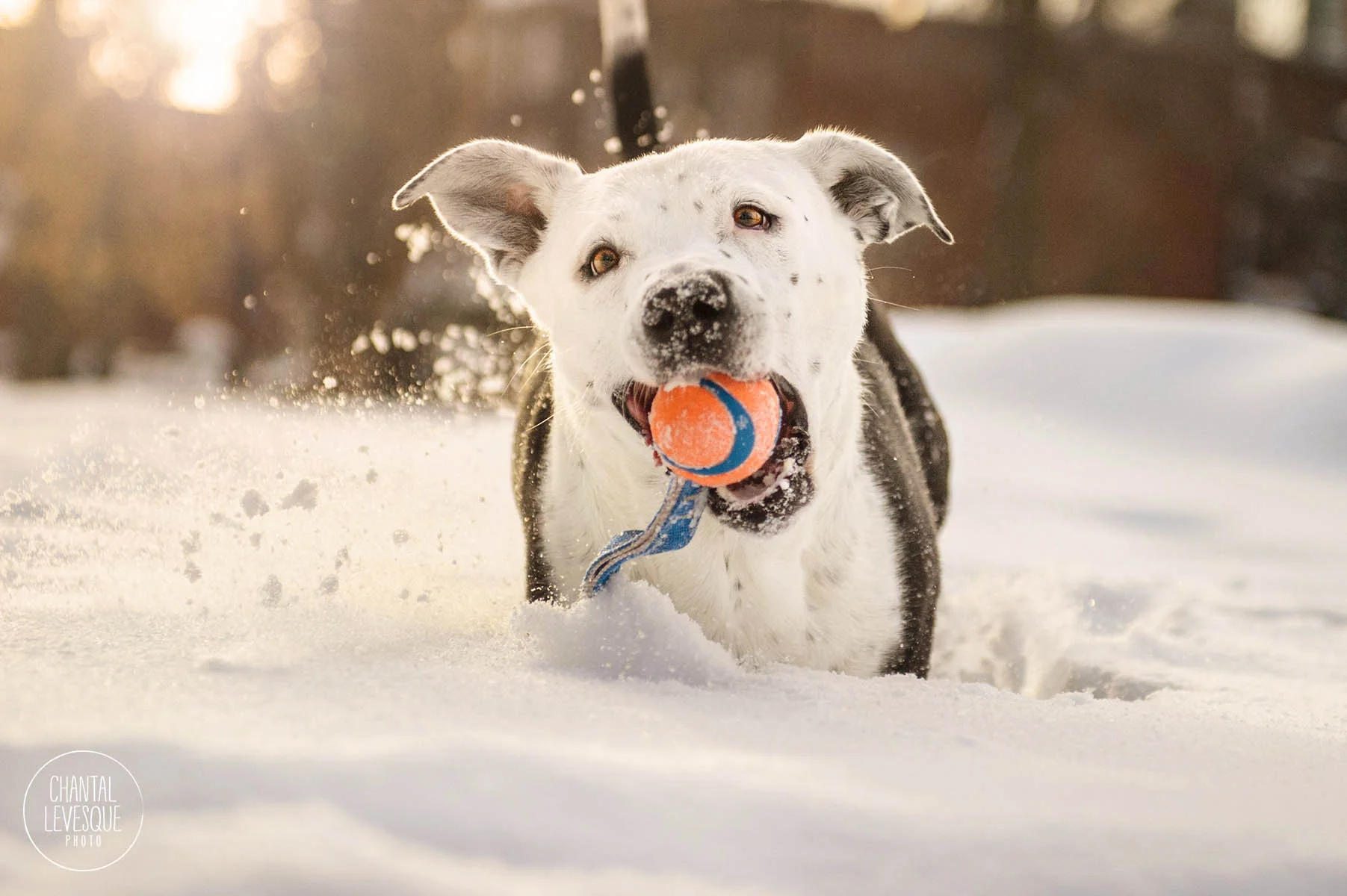 sunset-snow-photo-session-pitbull-montreal.jpg