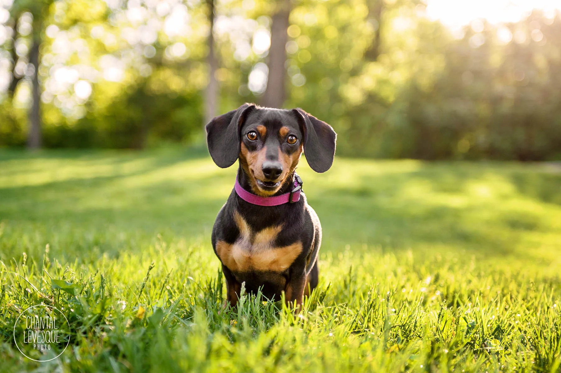daschund-smile-photography-mont-royal.jpg