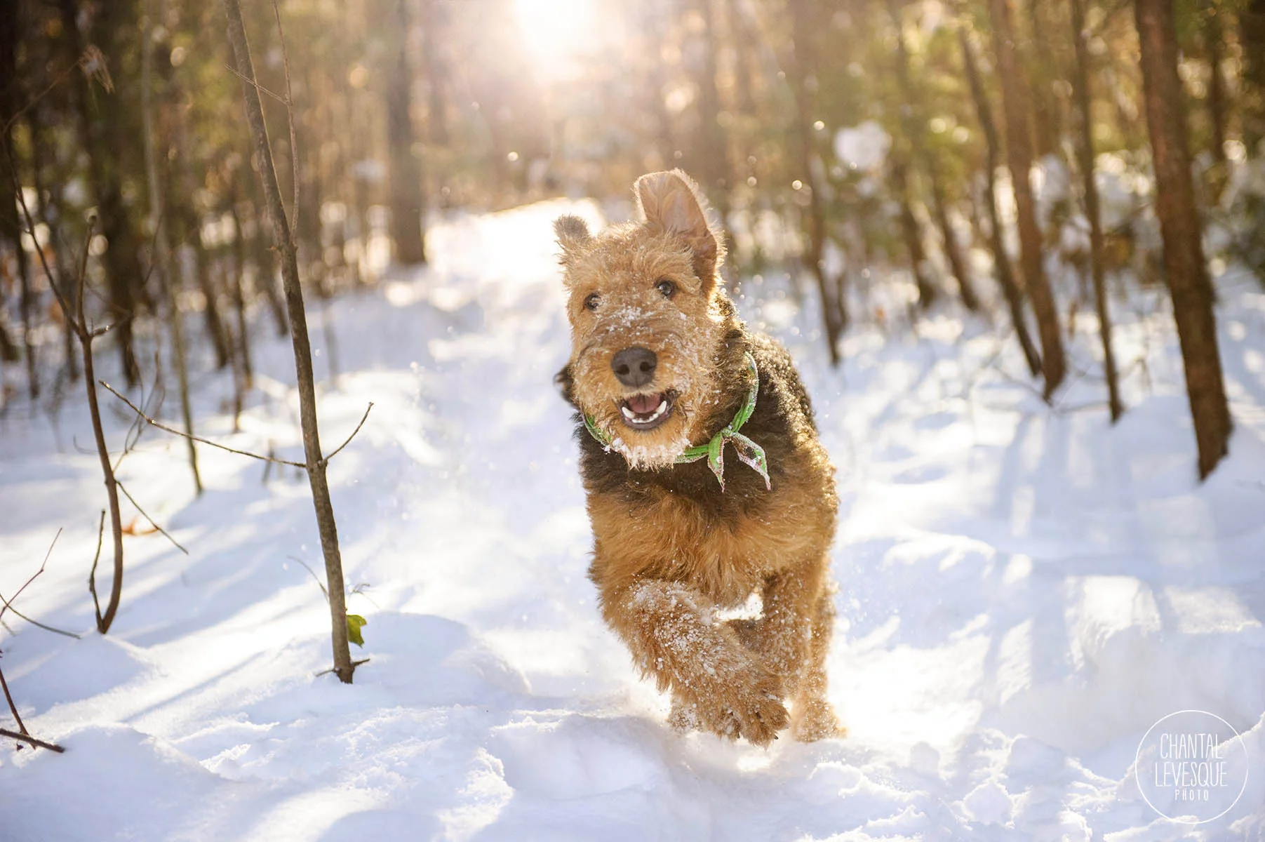 action-dog-photography-montreal.jpg