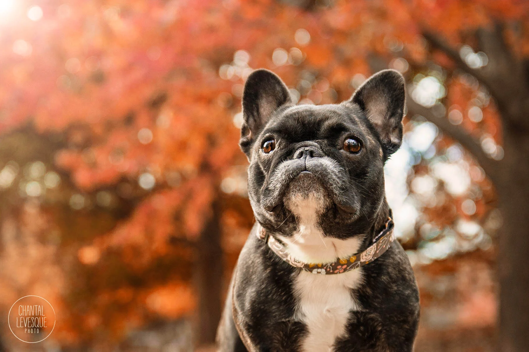 frenchie-sunset-photography-westmount.jpg