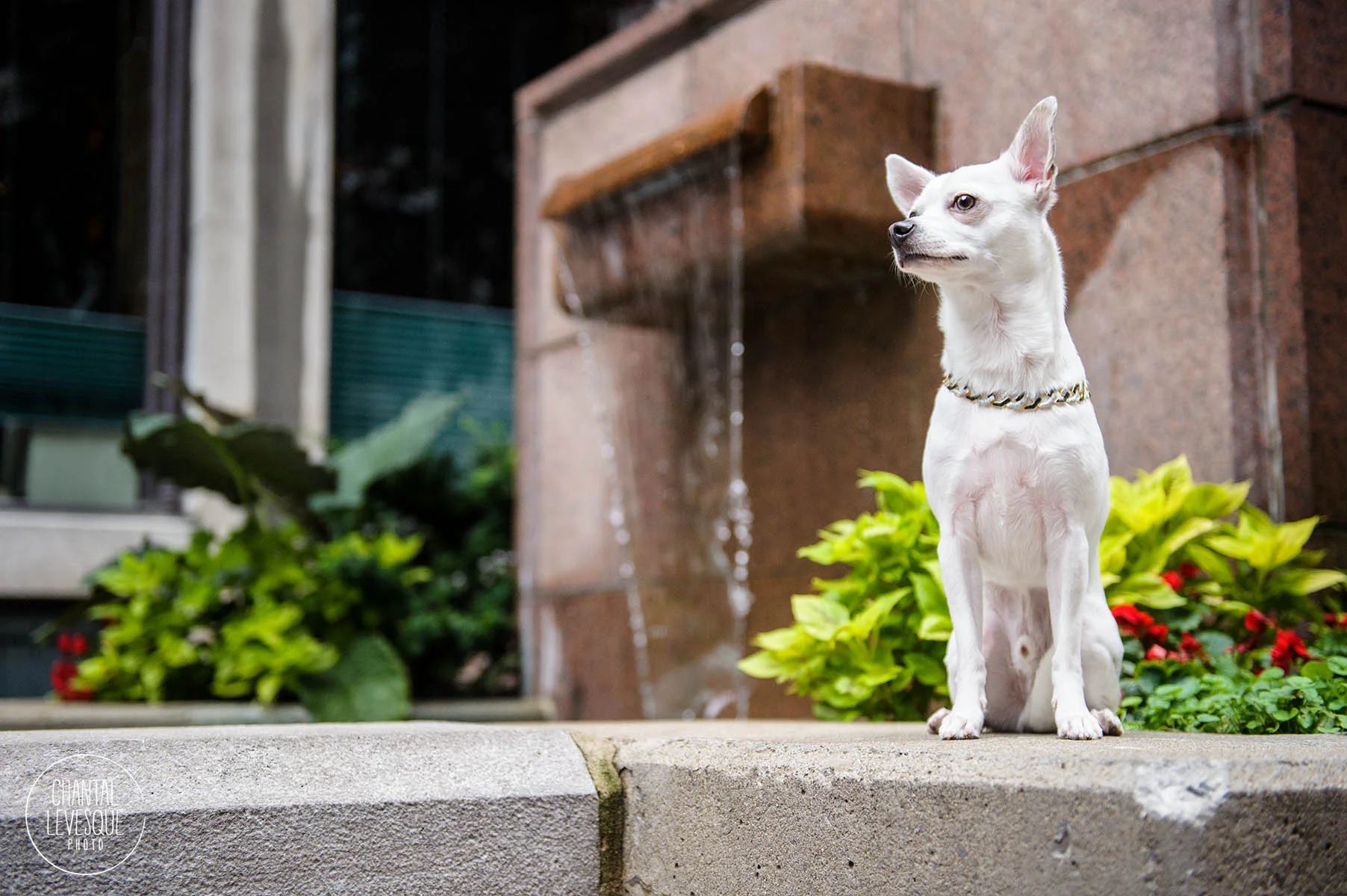 chien-seance-exterieure-montreal.jpg