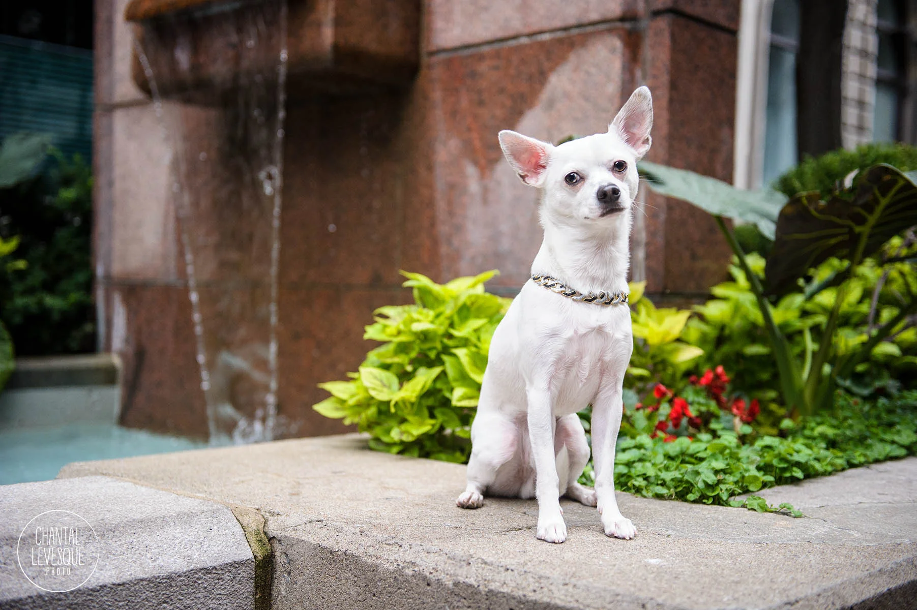 old-montreal-dog-photography.jpg