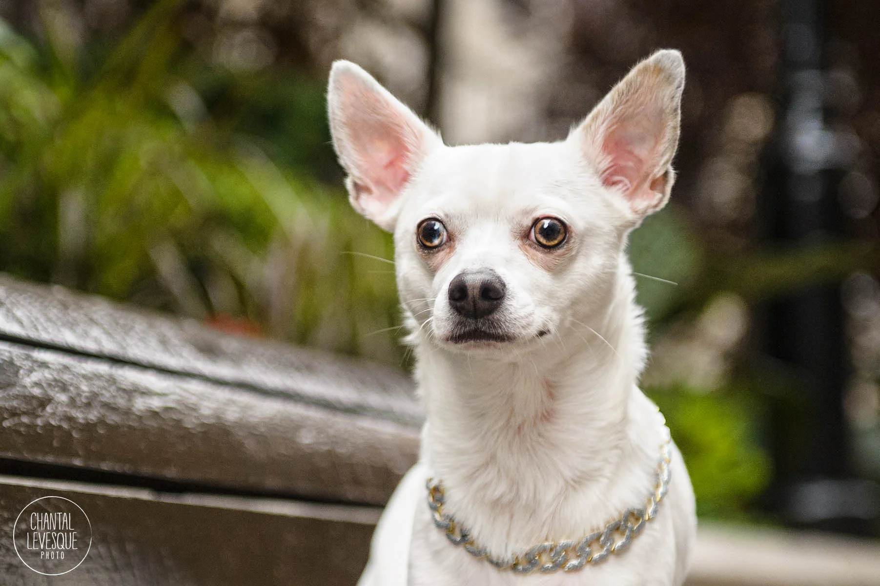 small-white-dog-photography-canada.jpg