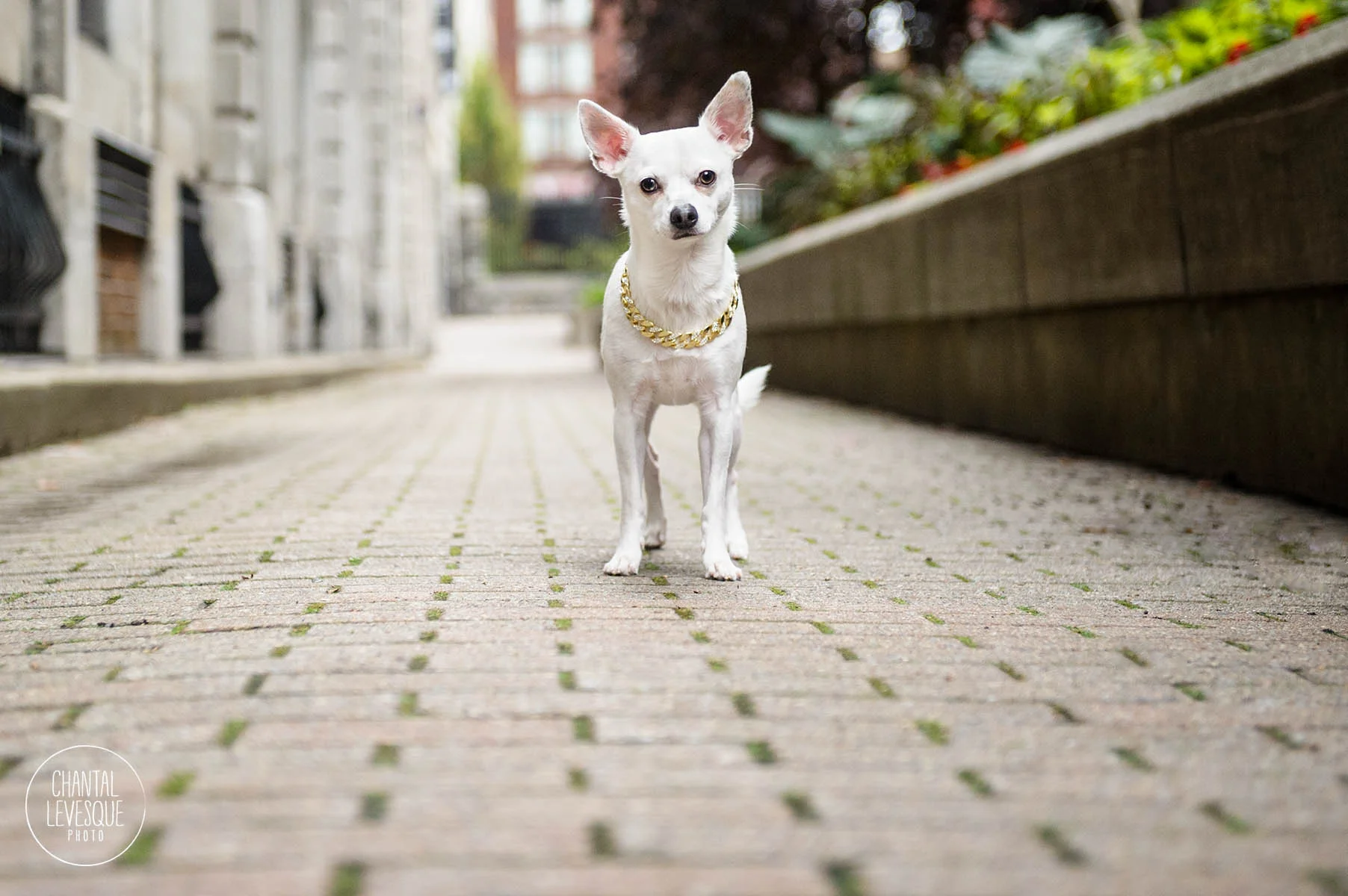 dog-product-photography-canada.jpg