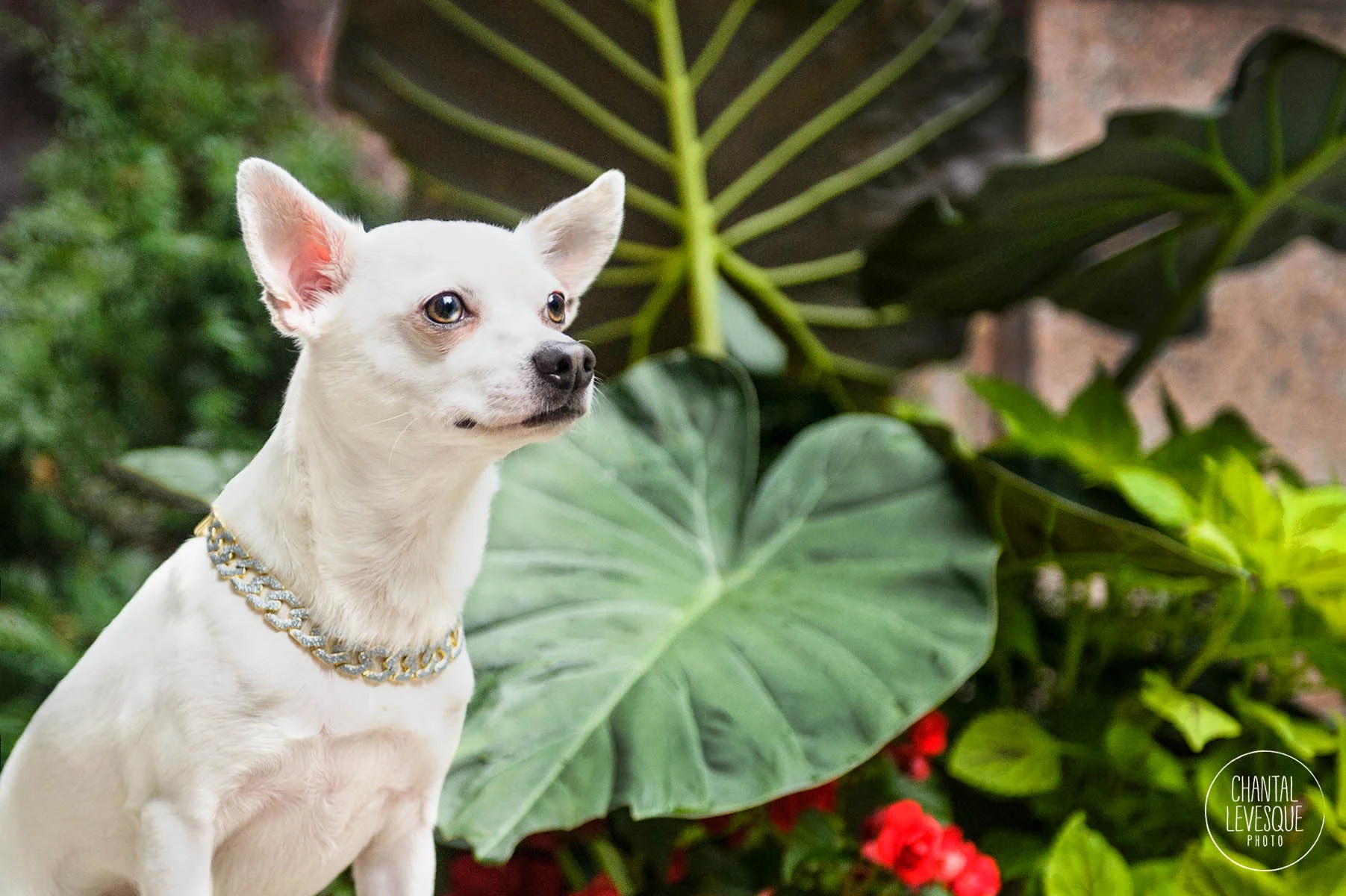 photographe-collier-chien.jpg