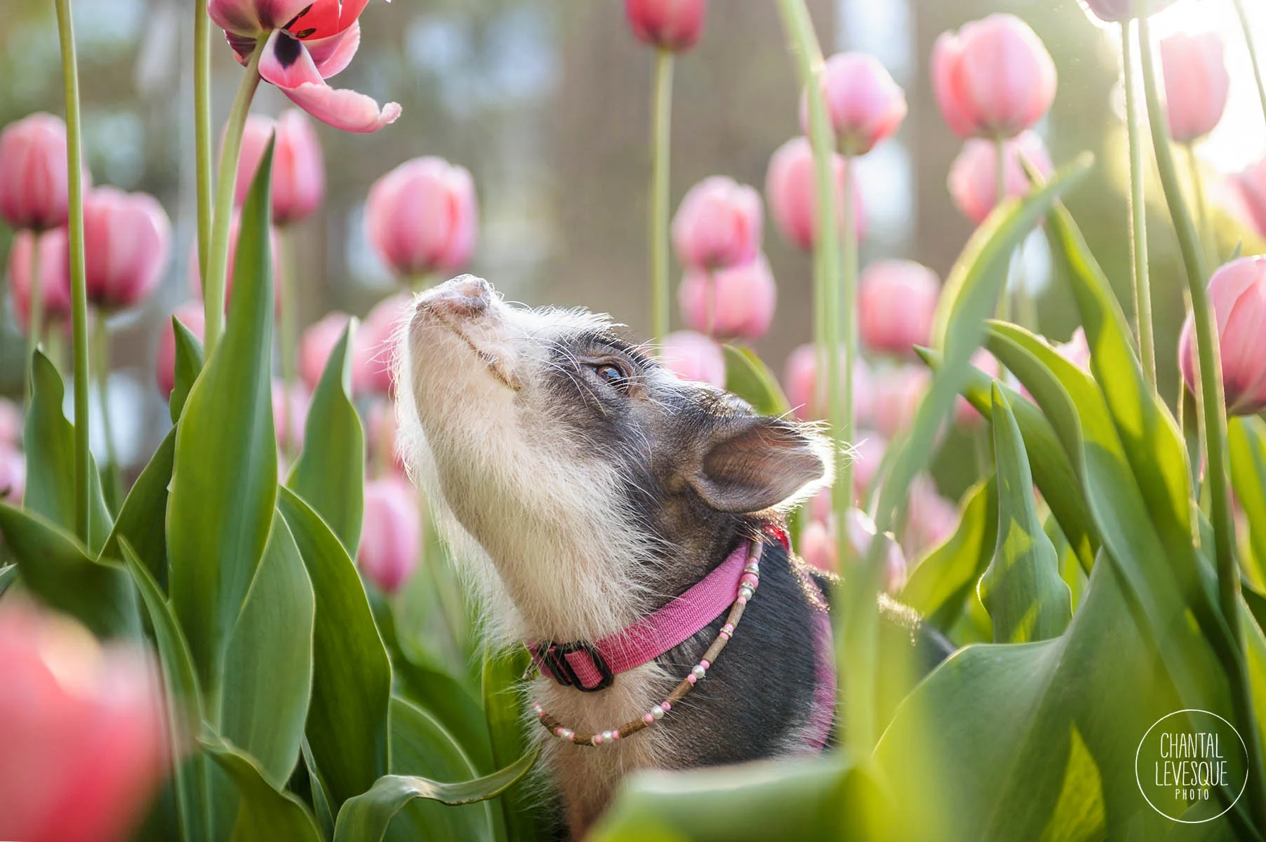 lifetstyle-pet-photography.jpg