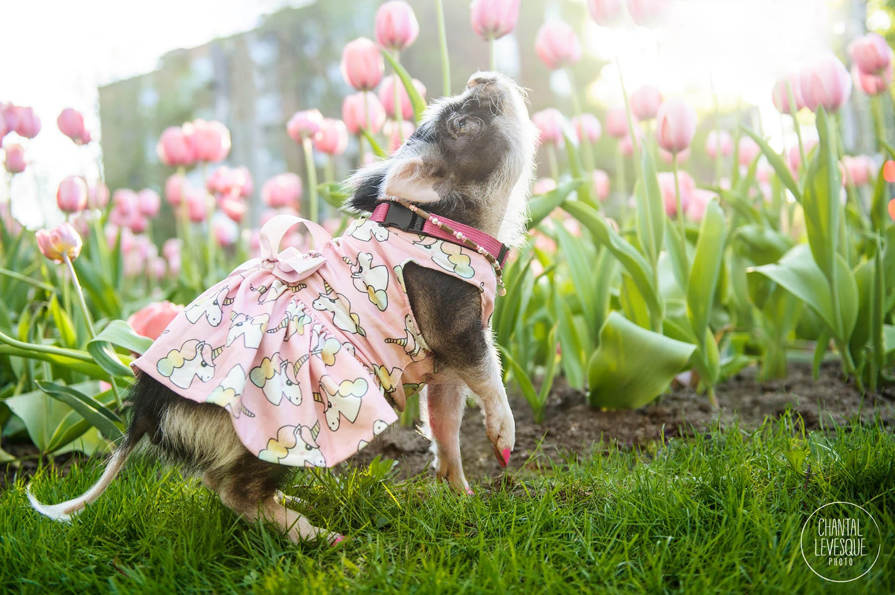 photographe-lifestyle-animaux-compagnie.jpg