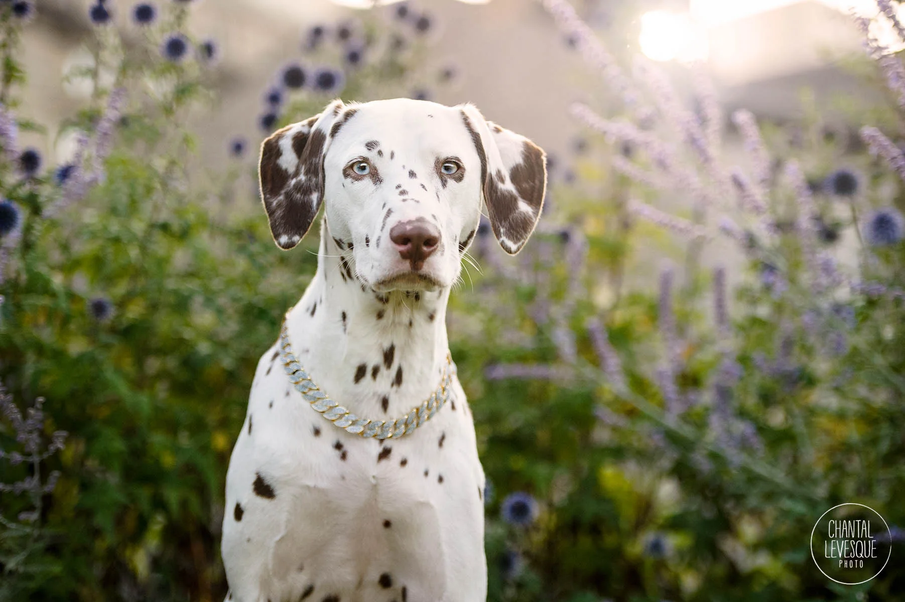 commercial-dog-photography.jpg