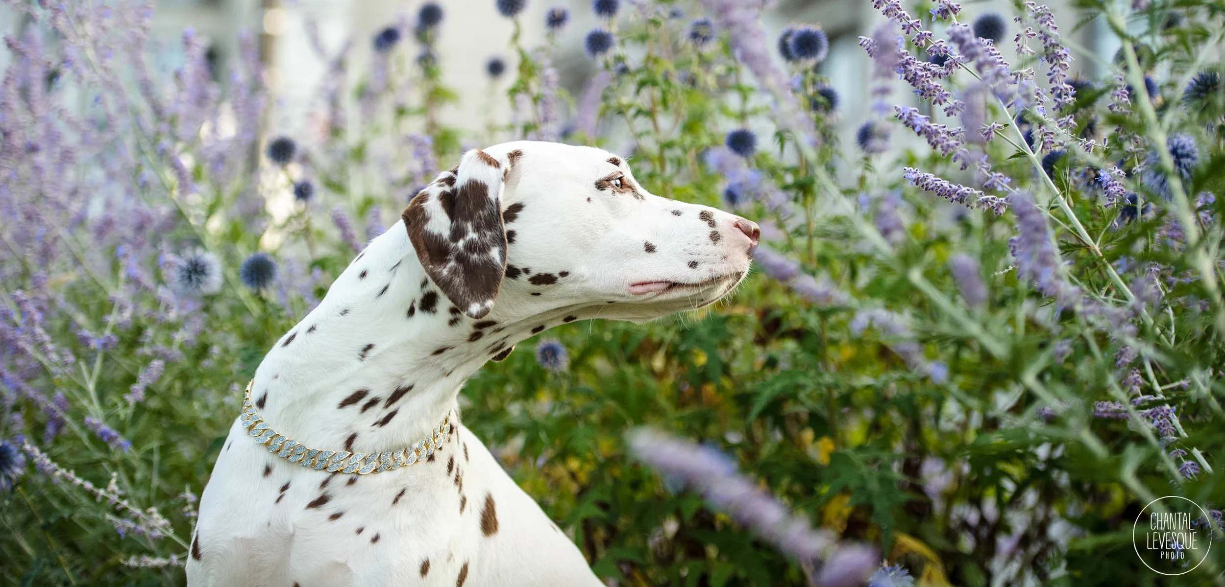 photographe-lifestyle-chien.jpg