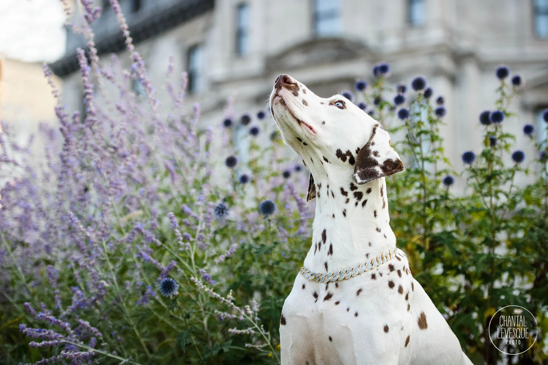 dog-photographer-montreal.jpg