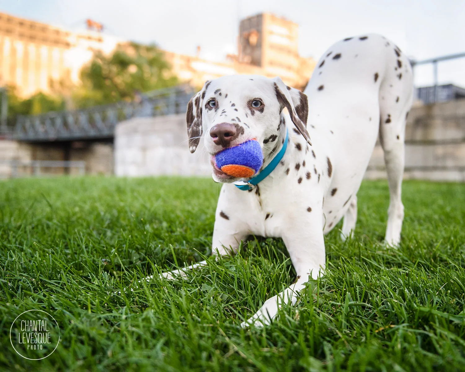 dog-playing-photography-montreal.jpg