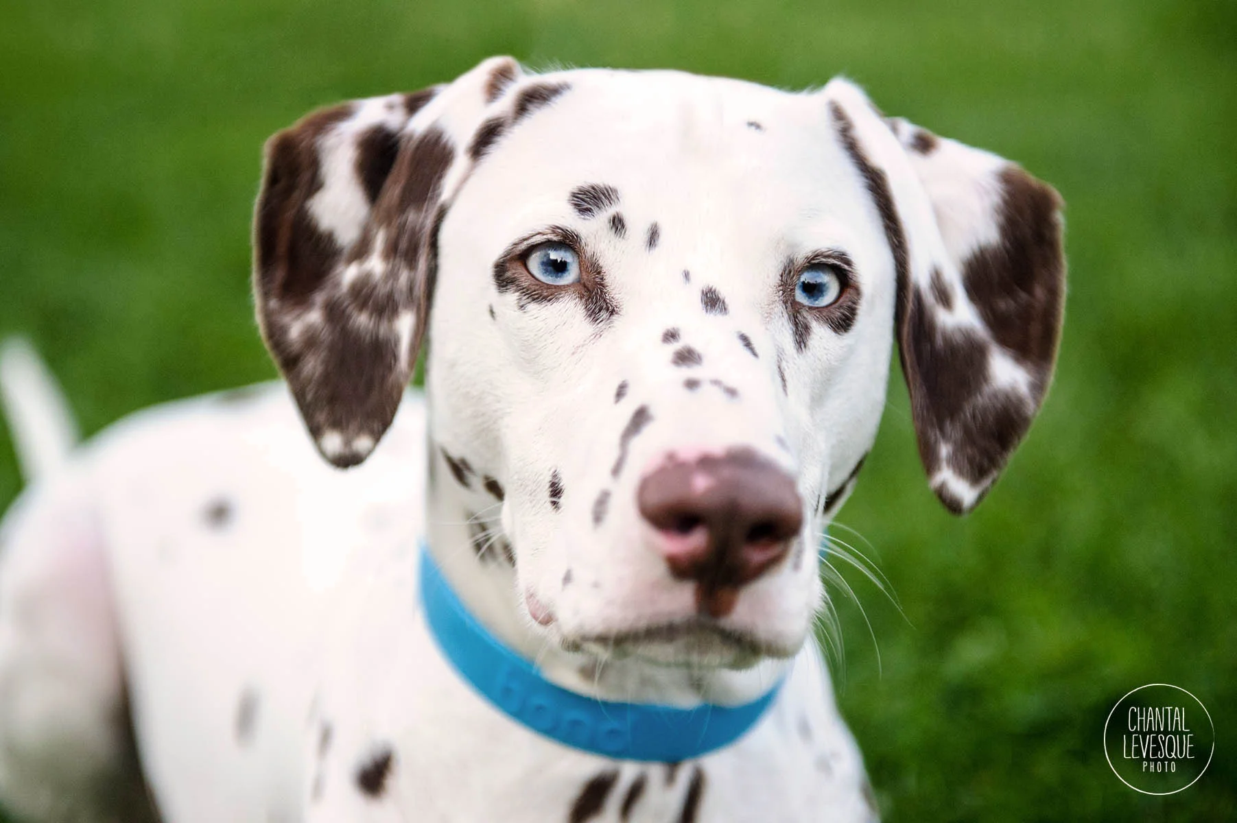 dalmatian-photography-montreal.jpg