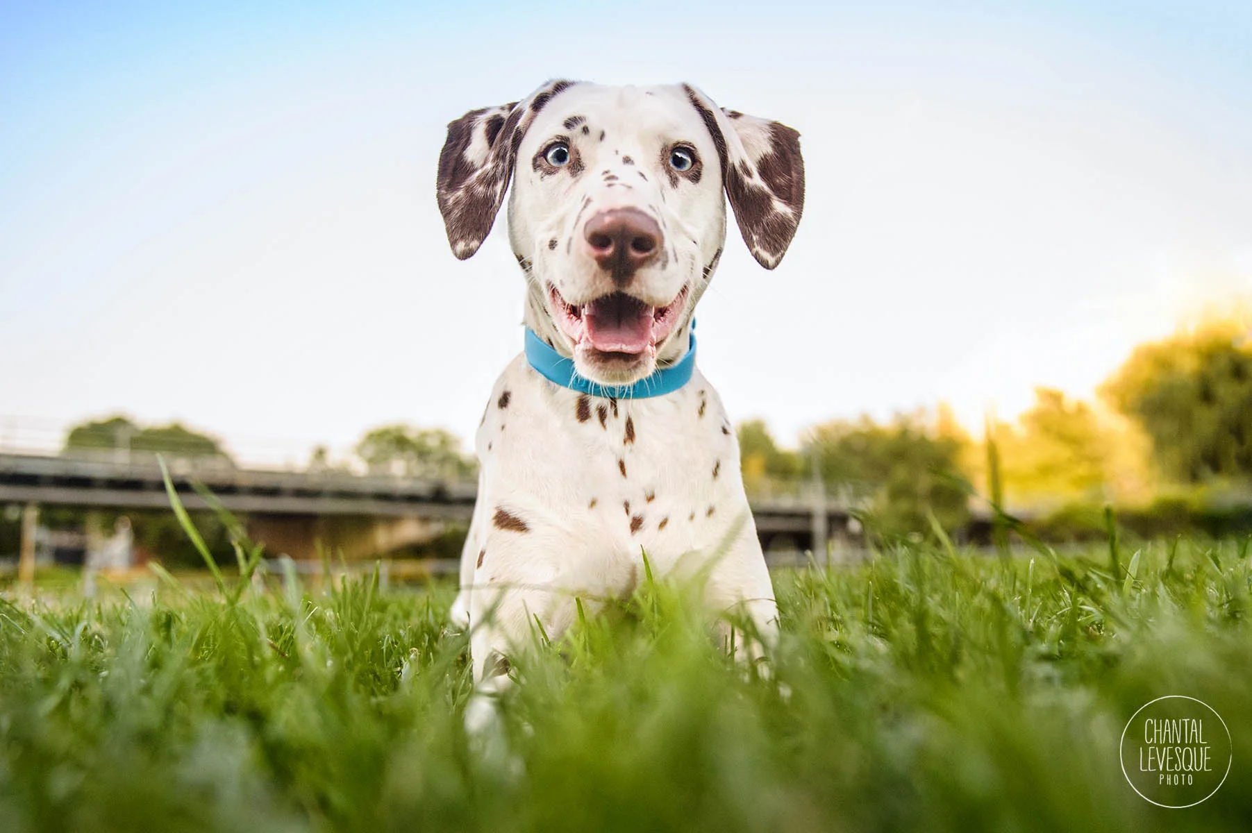 smiling-dog-photography-montreal.jpg