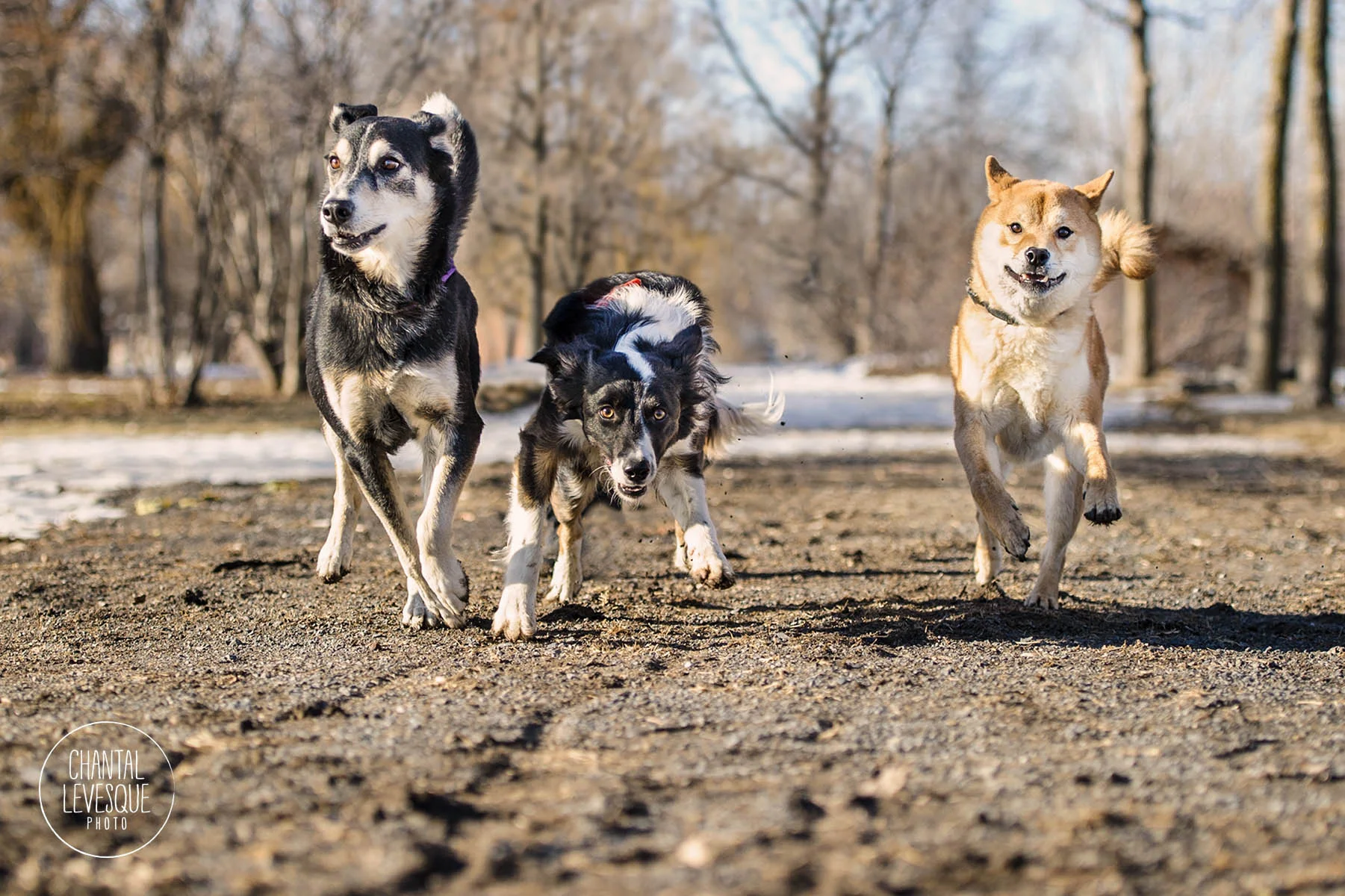 Koro, Helé et Tsumo