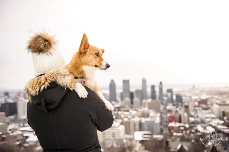 mont-royal-view-dog-photography.jpg