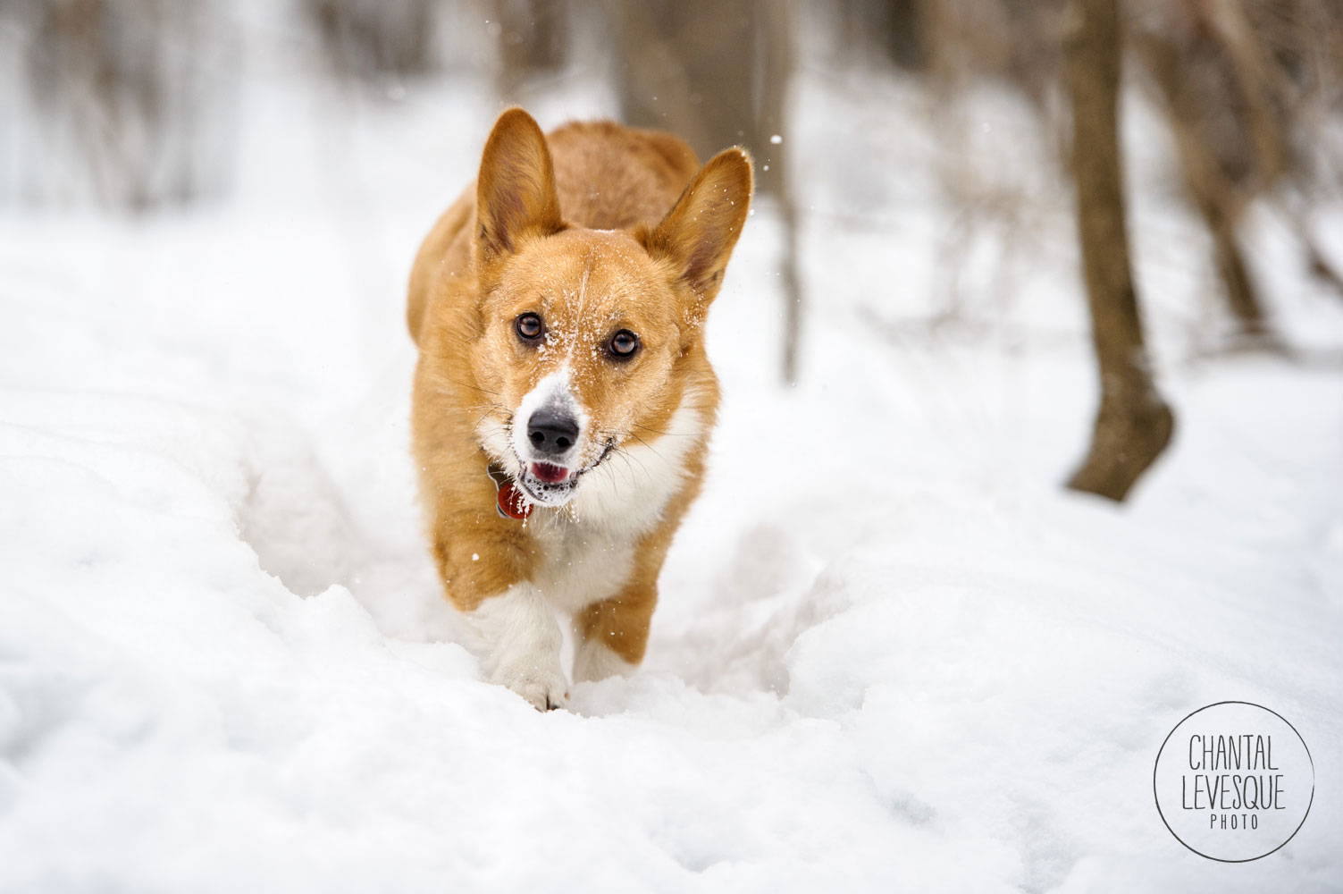 Filo-Corgi-Mont-Royal-0023.jpg