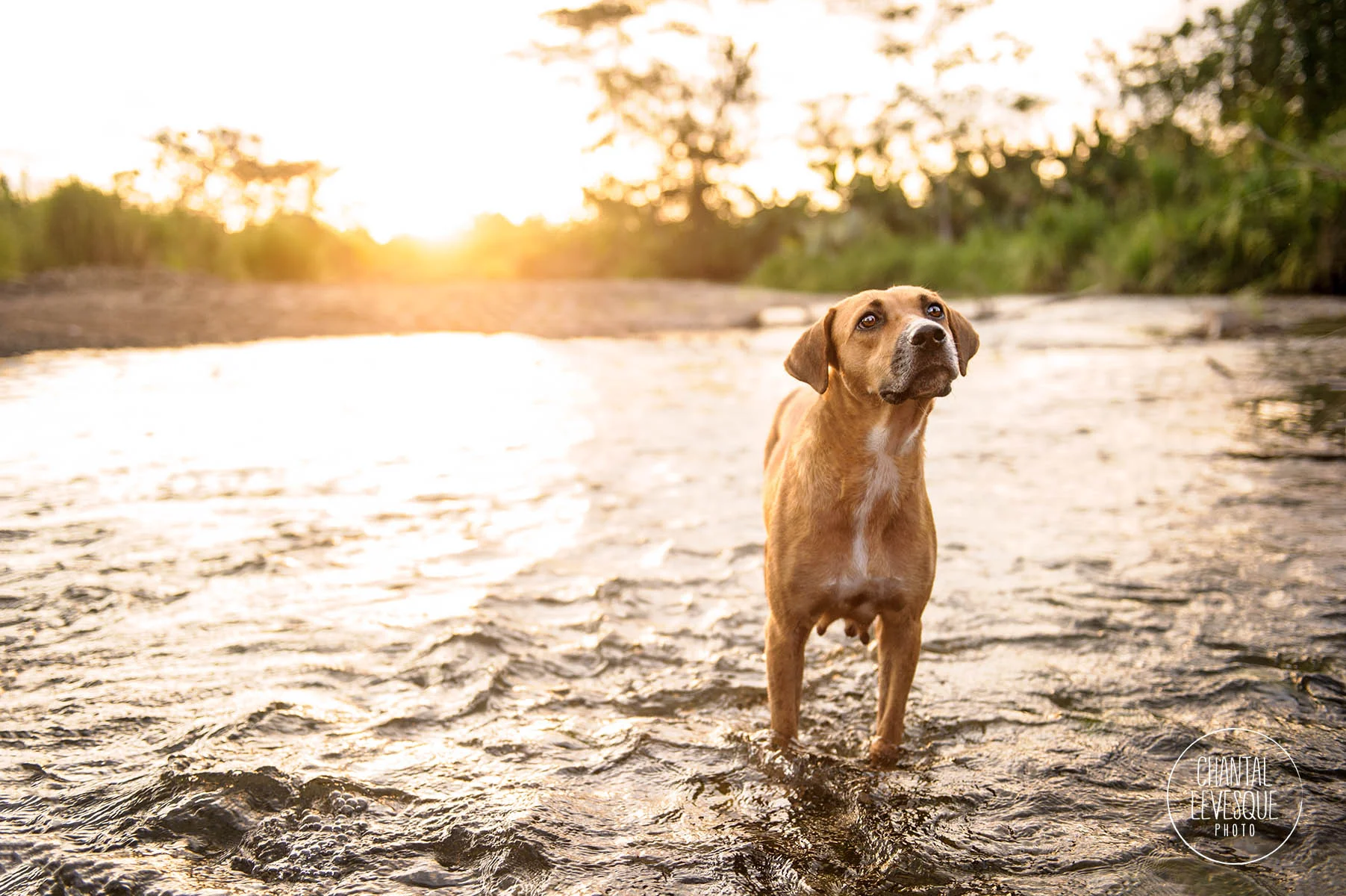 mutt-photography-water.jpg