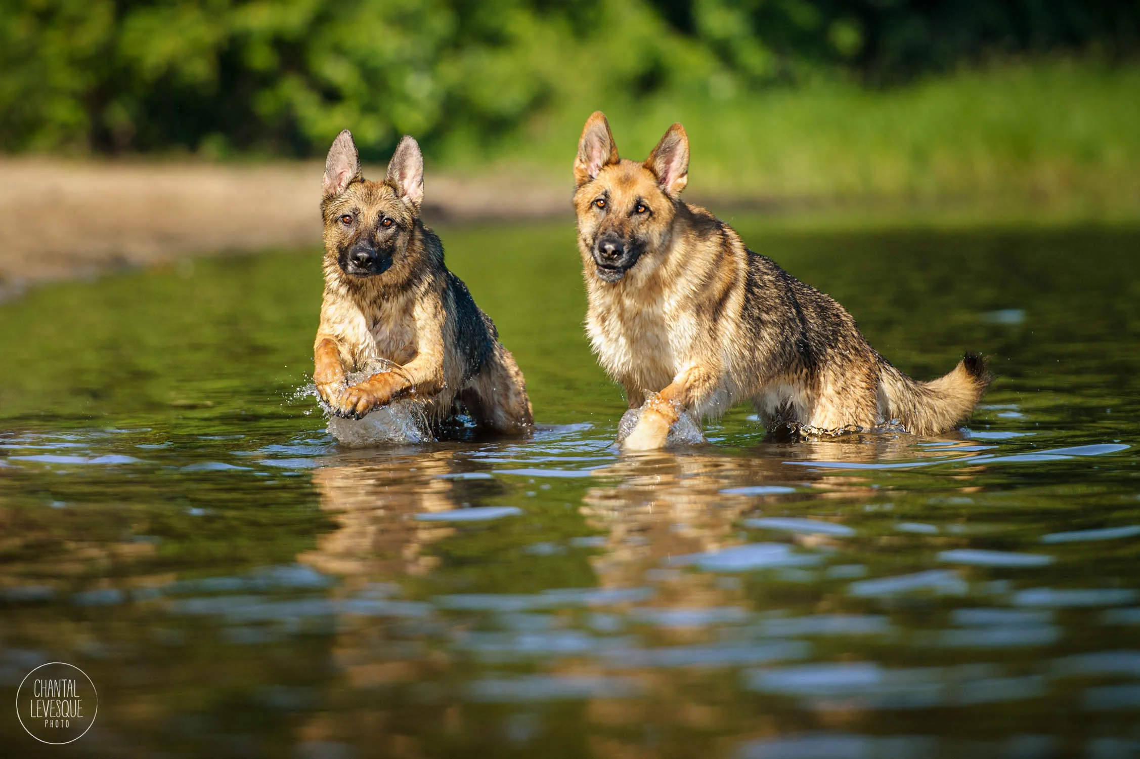 bergers-allemands-sandy-beach-photographie.jpg