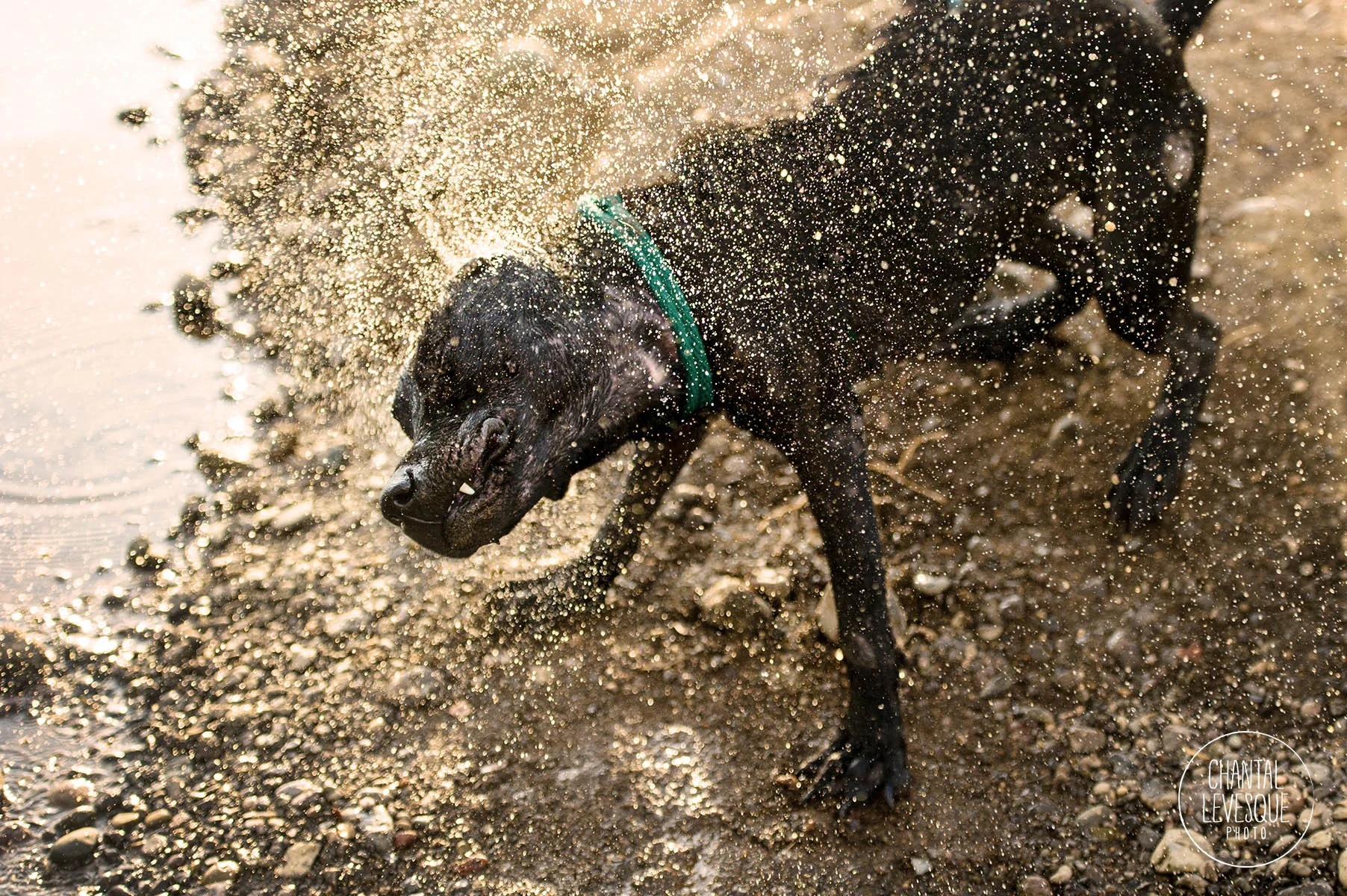 pitbull-shake-water-photography.jpg