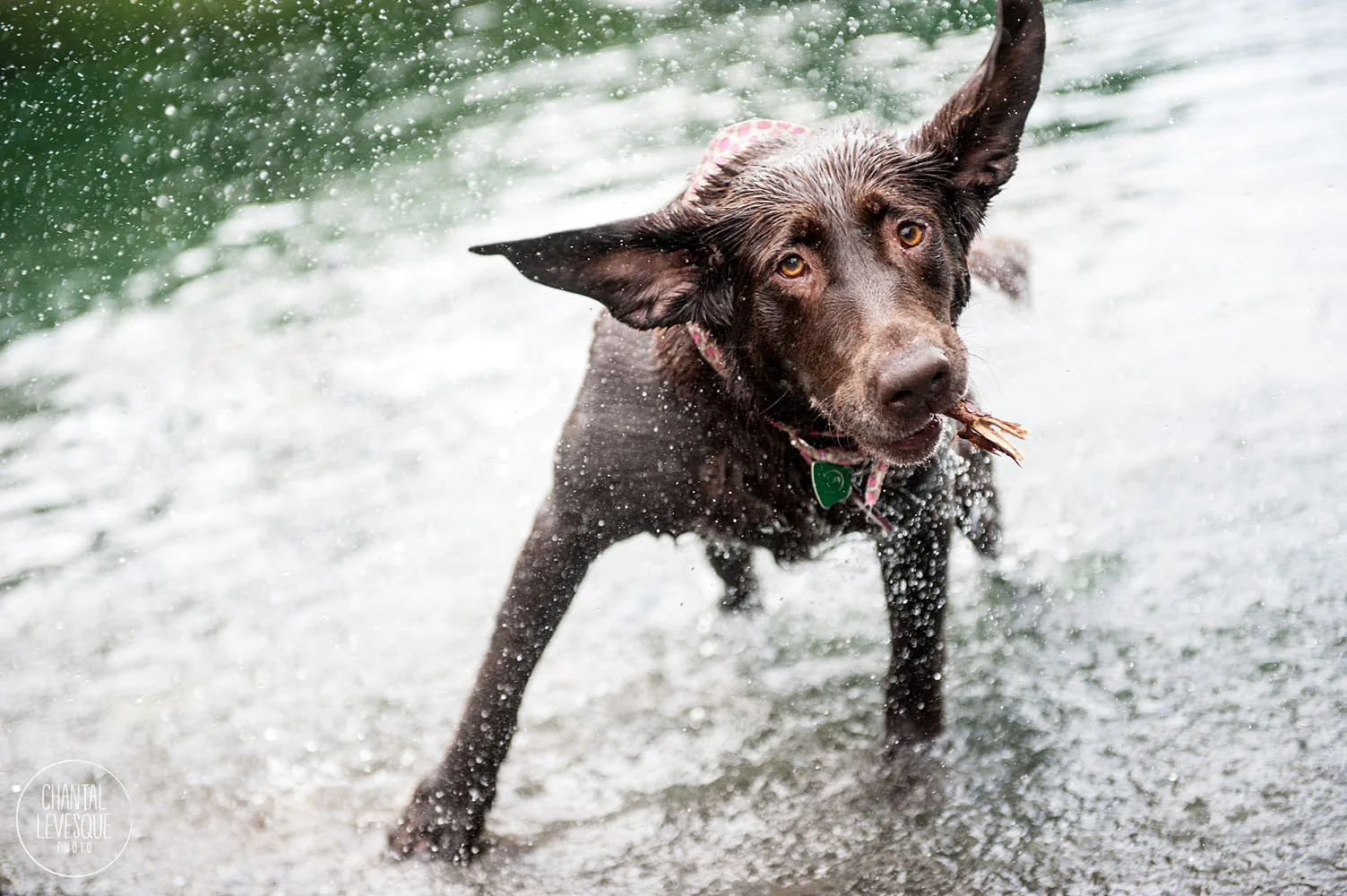 labrador-portrait-water-shake-0337.jpg