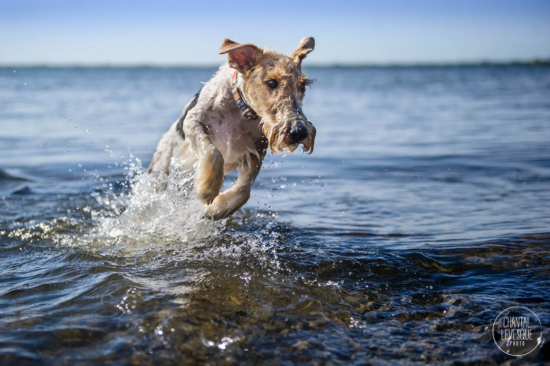 professional-dog-photographer-montreal.jpg