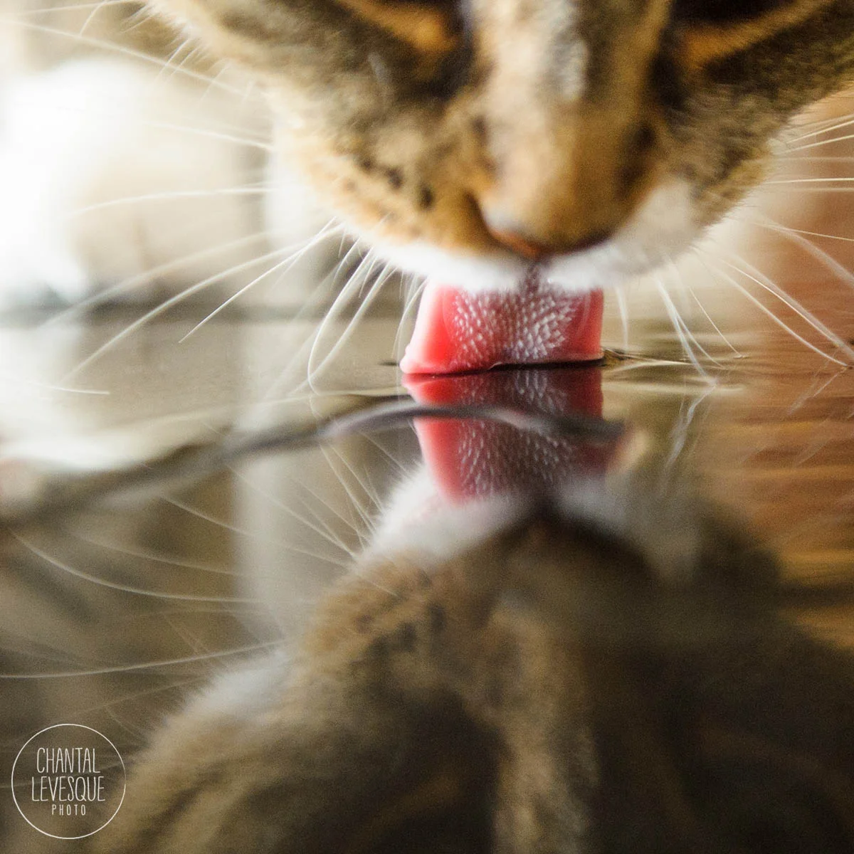 cat-drinking-water.jpg
