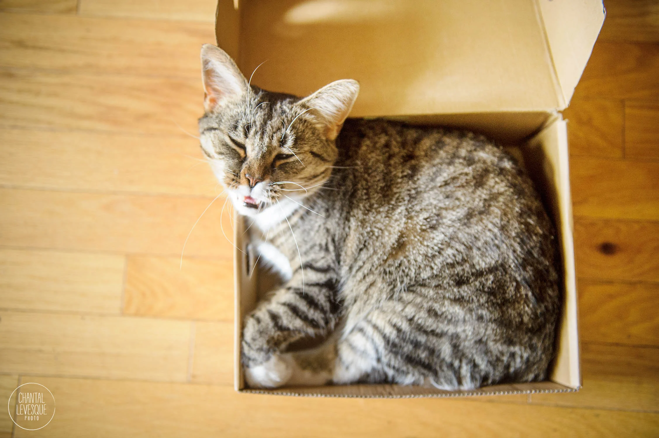 cat-in-a-box-photography.jpg