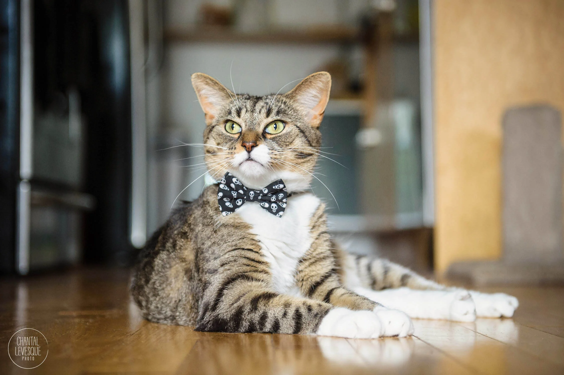 top-cat-photography.jpg