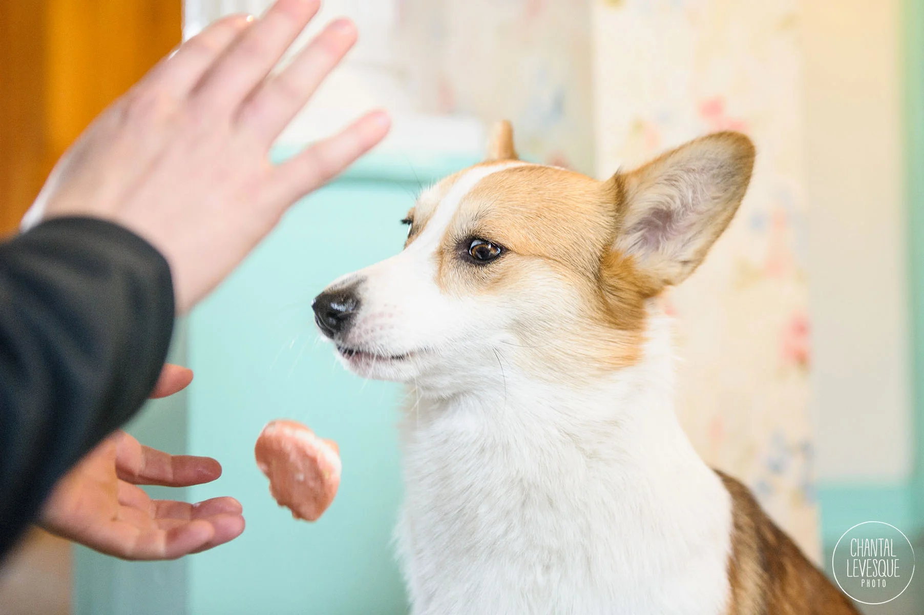 corgi-cookie-funny-face.jpg
