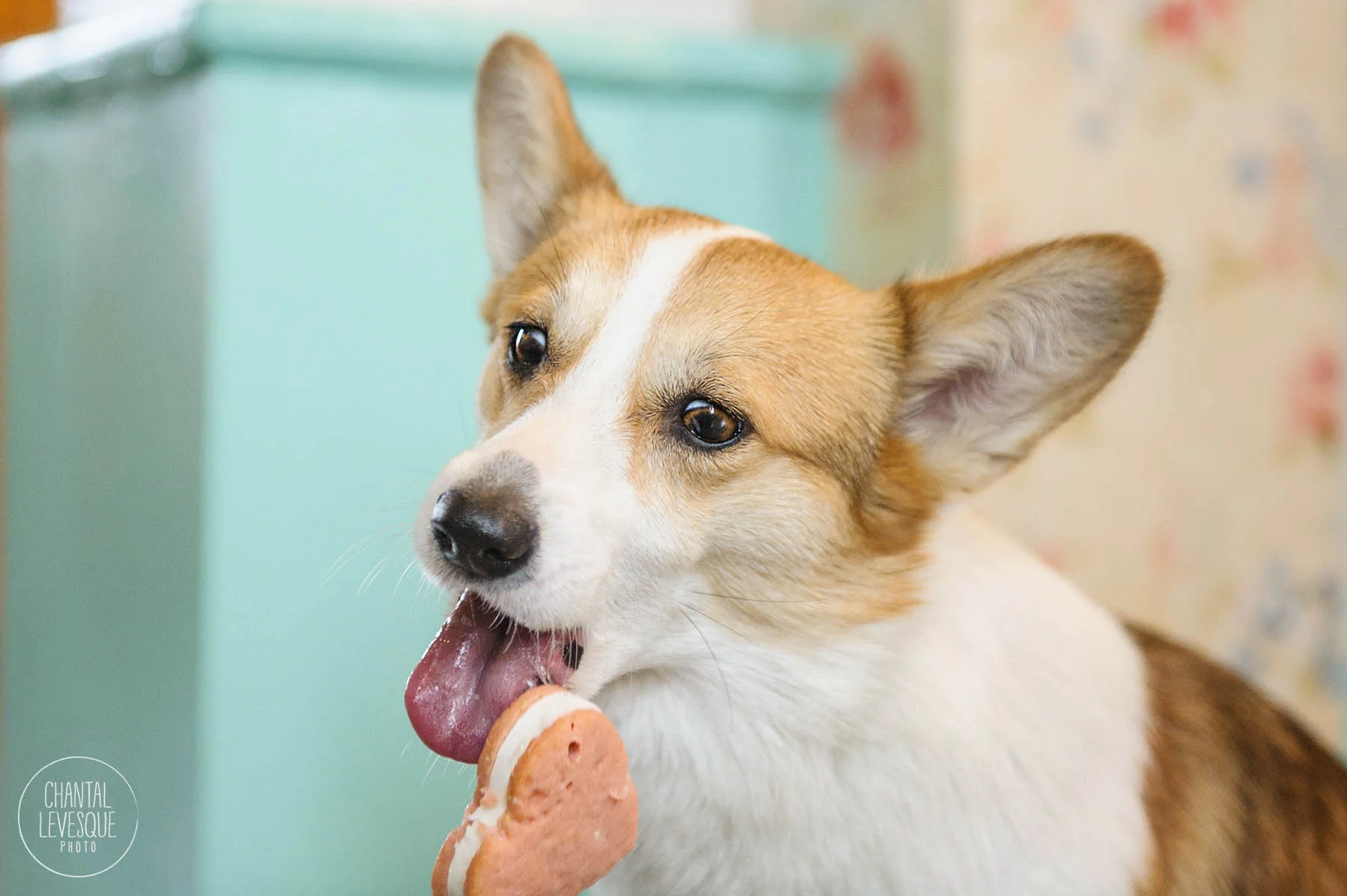 Cannelle qui a de la misère à se retenir et ne pas dévoré le biscuit drète là!