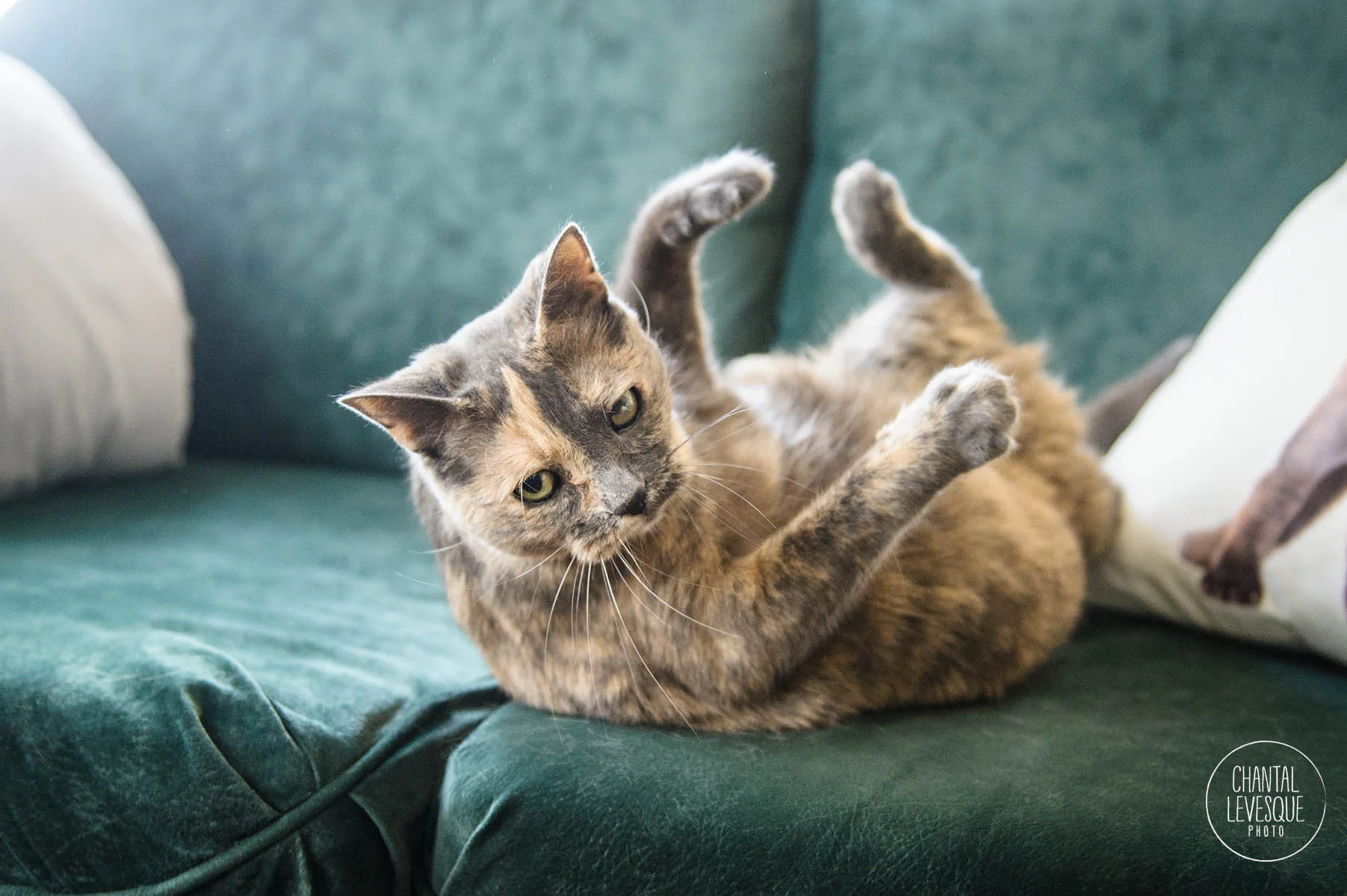 Circé qui fait du yoga
