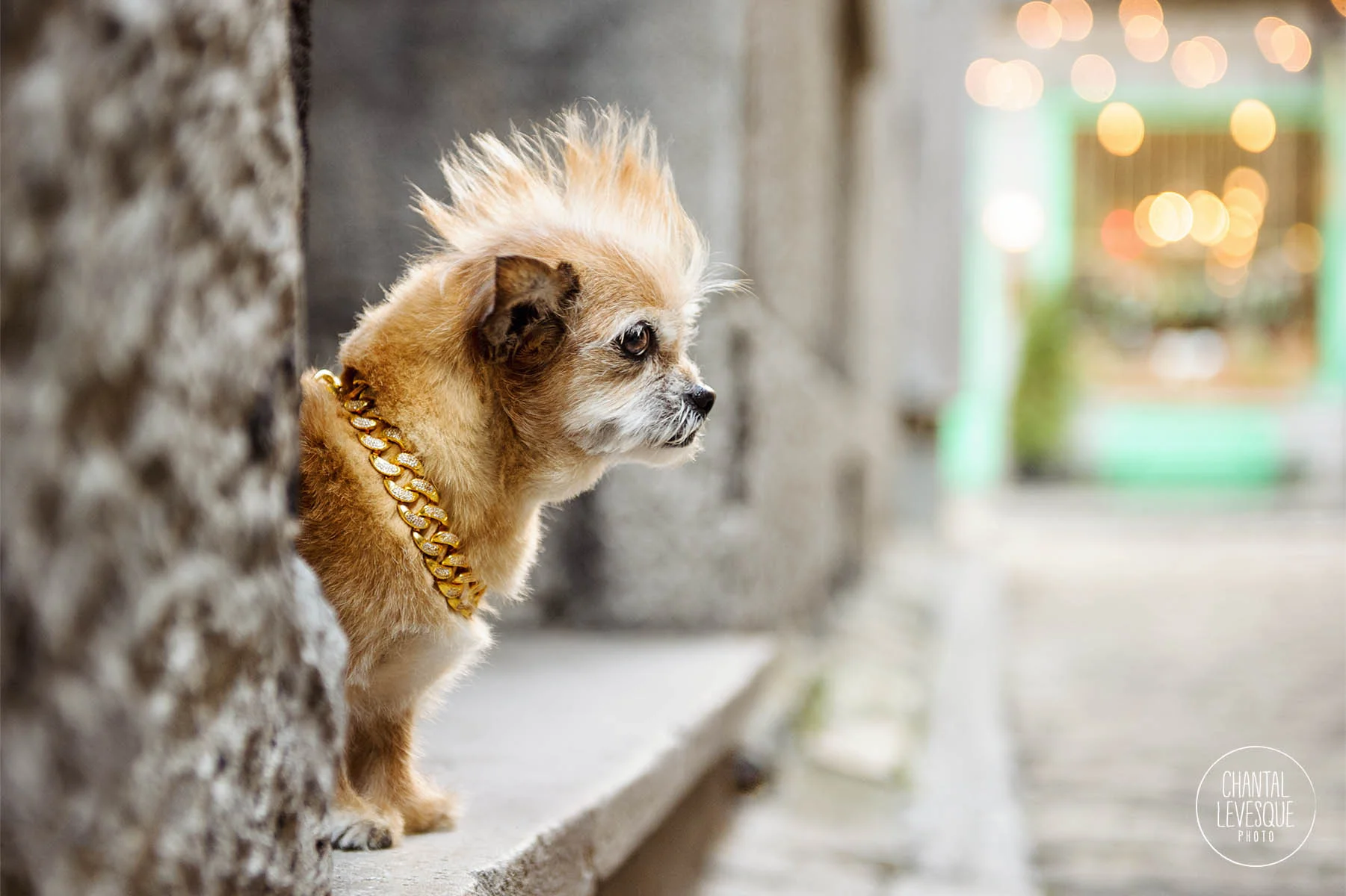rockstar-dog-photo-session-montreal.jpg