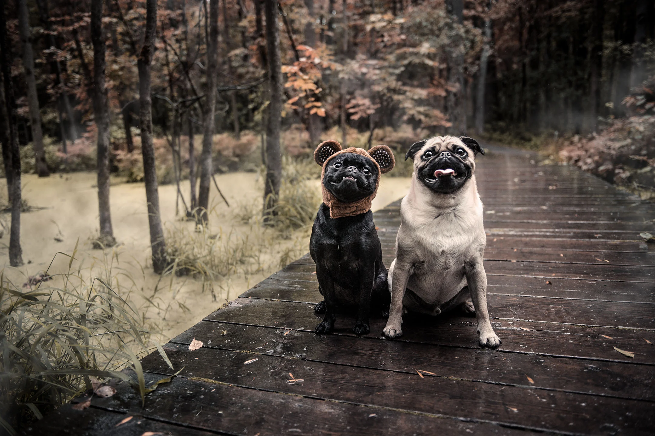 halloween-pugs-3870.jpg