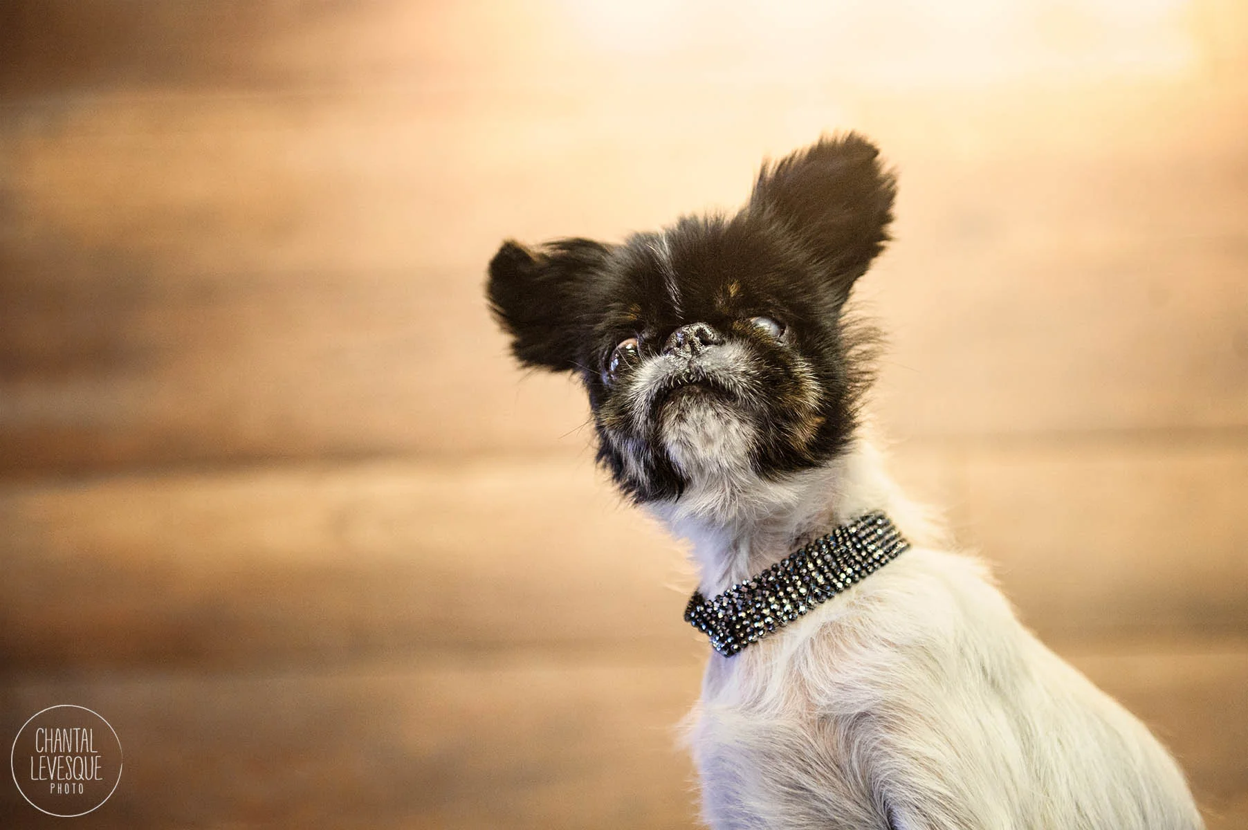 Wally-2747-web.jpg