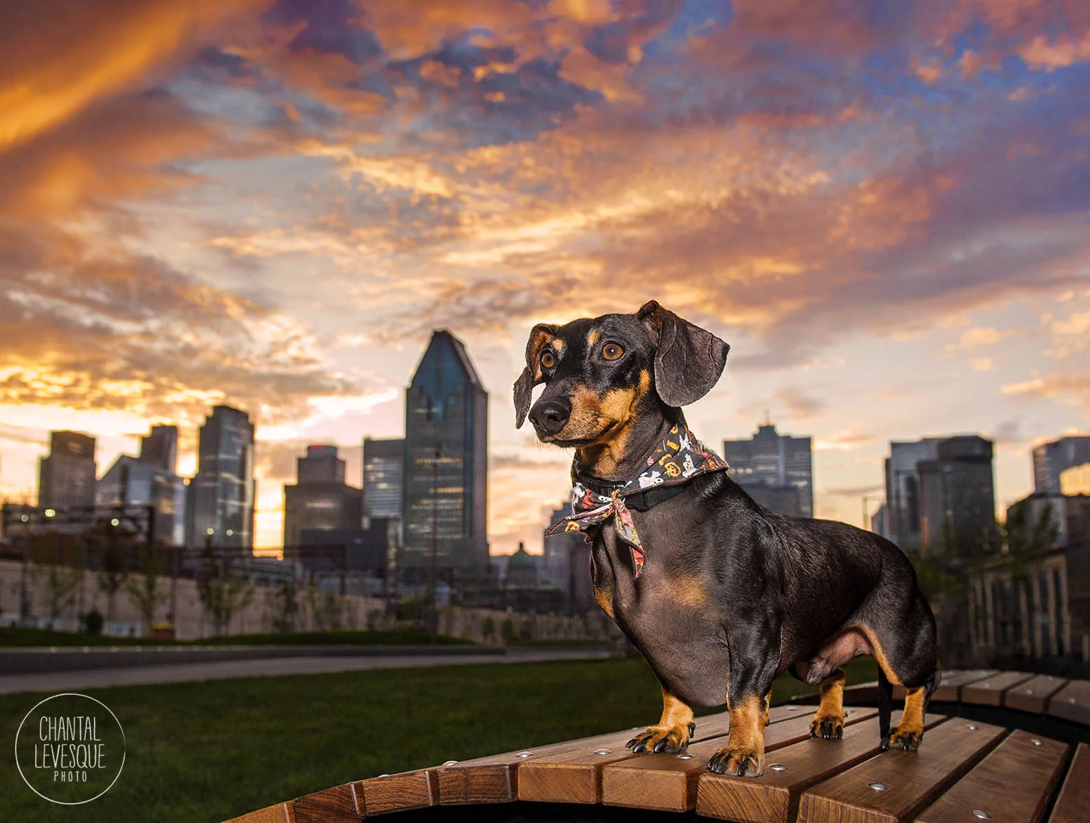 sunset-city-wiener-dog-portrait.jpg