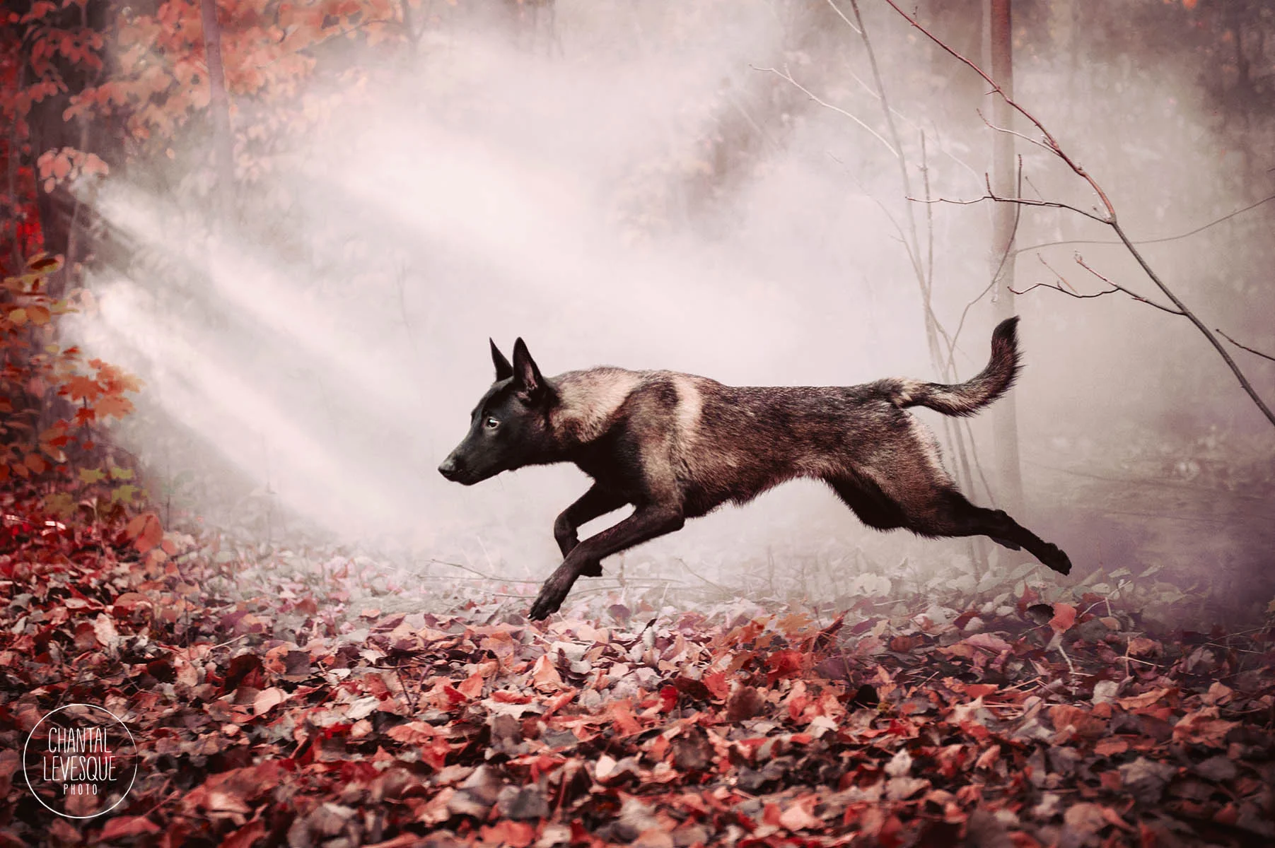 dog-jump-foggy-woods-fall.jpg