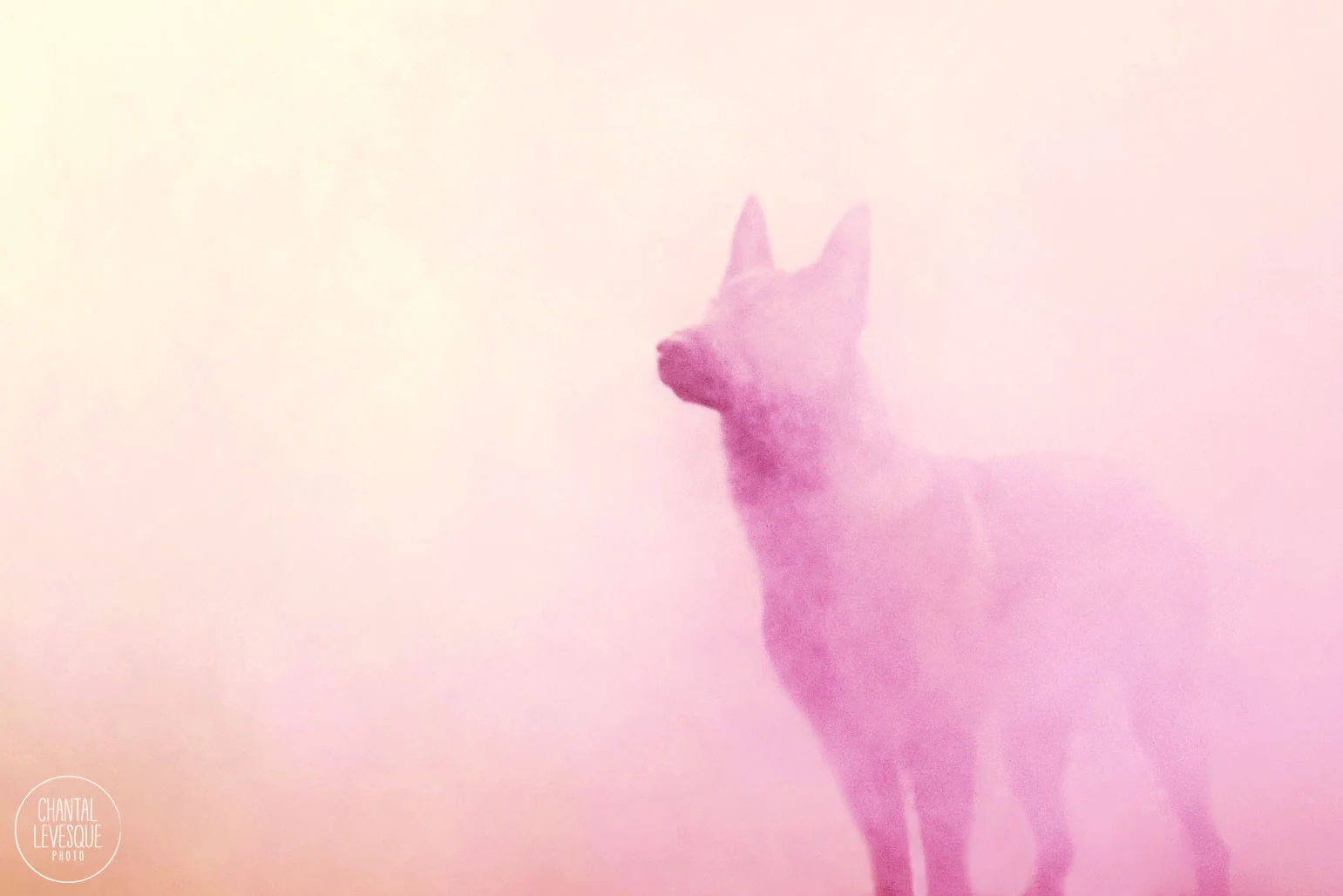 shepherd-pink-smoke-photo.jpg