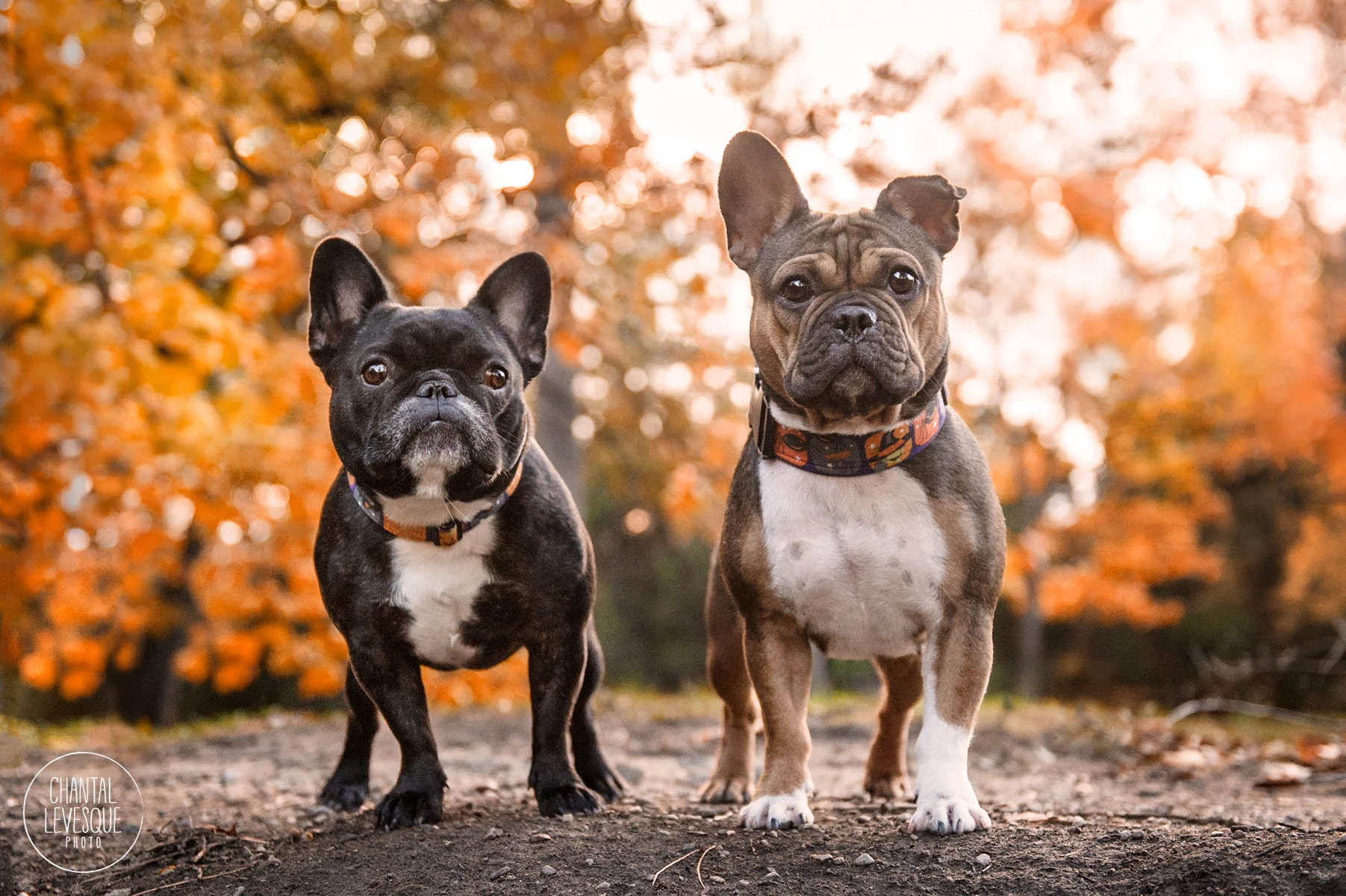 Zoé et Luna