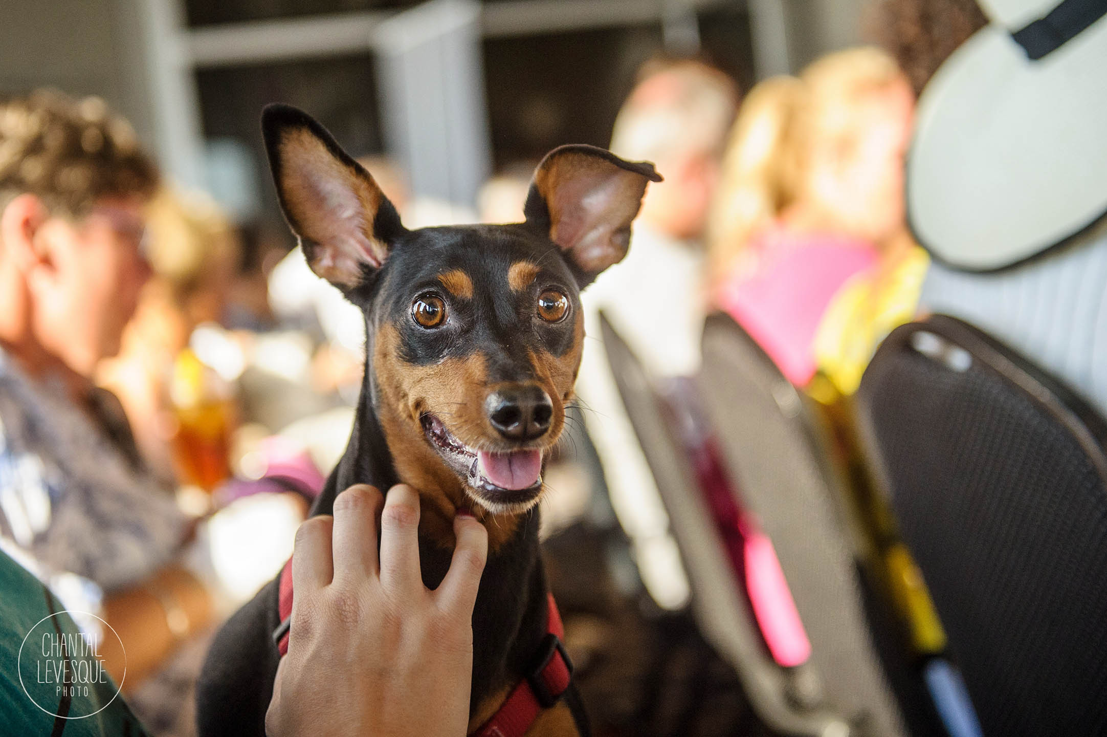 croisiere-chien-mtl-2752.jpg