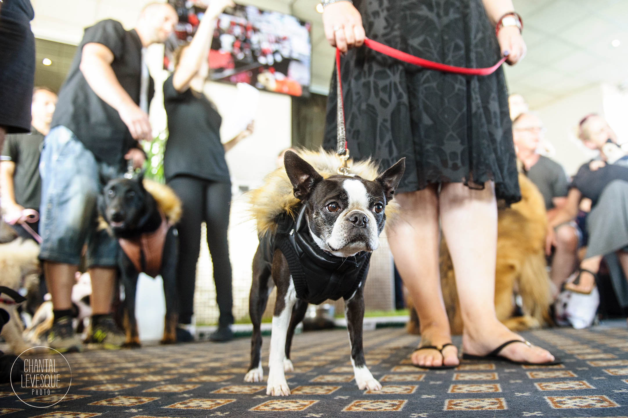 croisiere-chien-mtl-2803.jpg