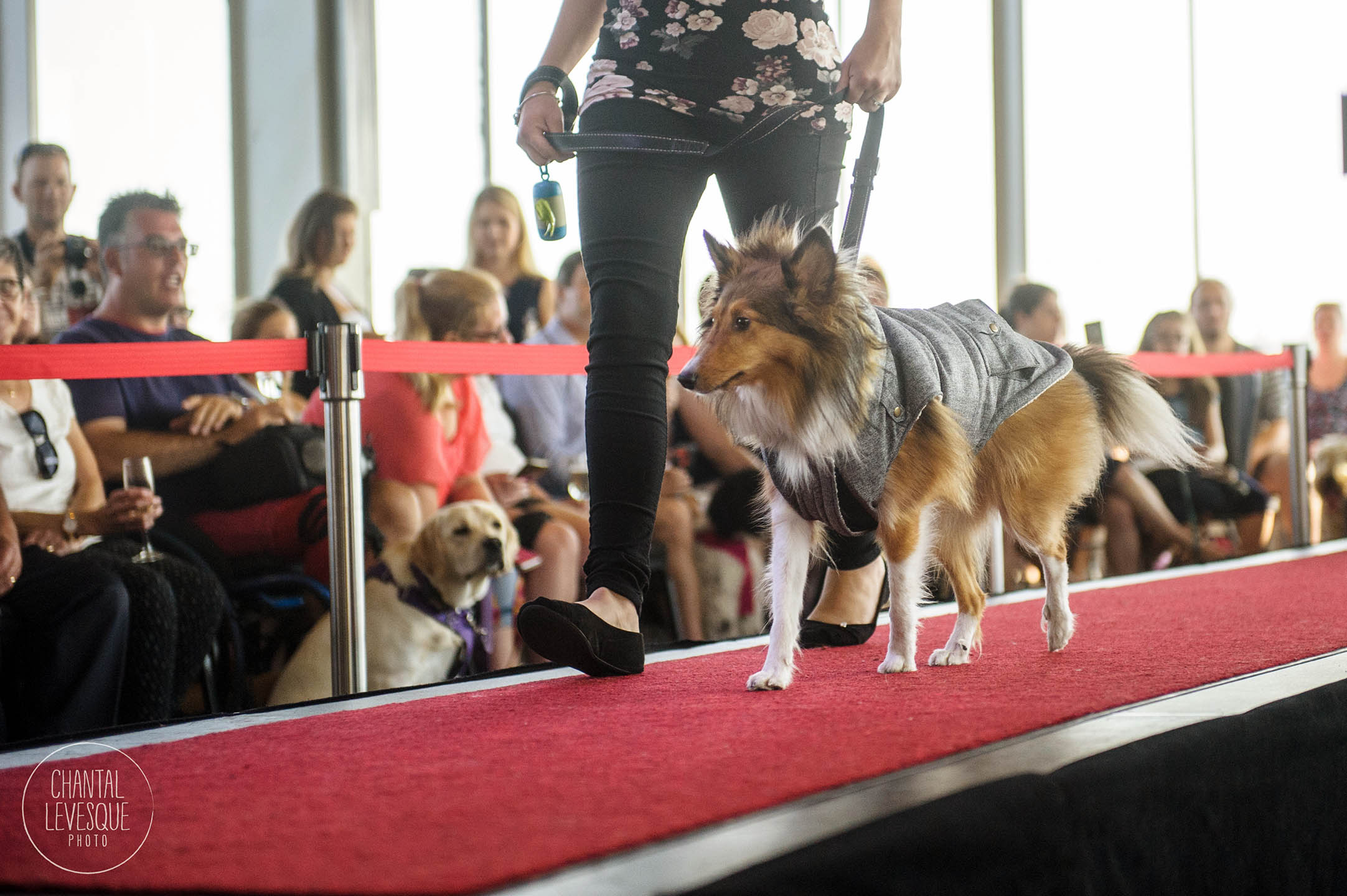 croisiere-chien-mtl-2829.jpg