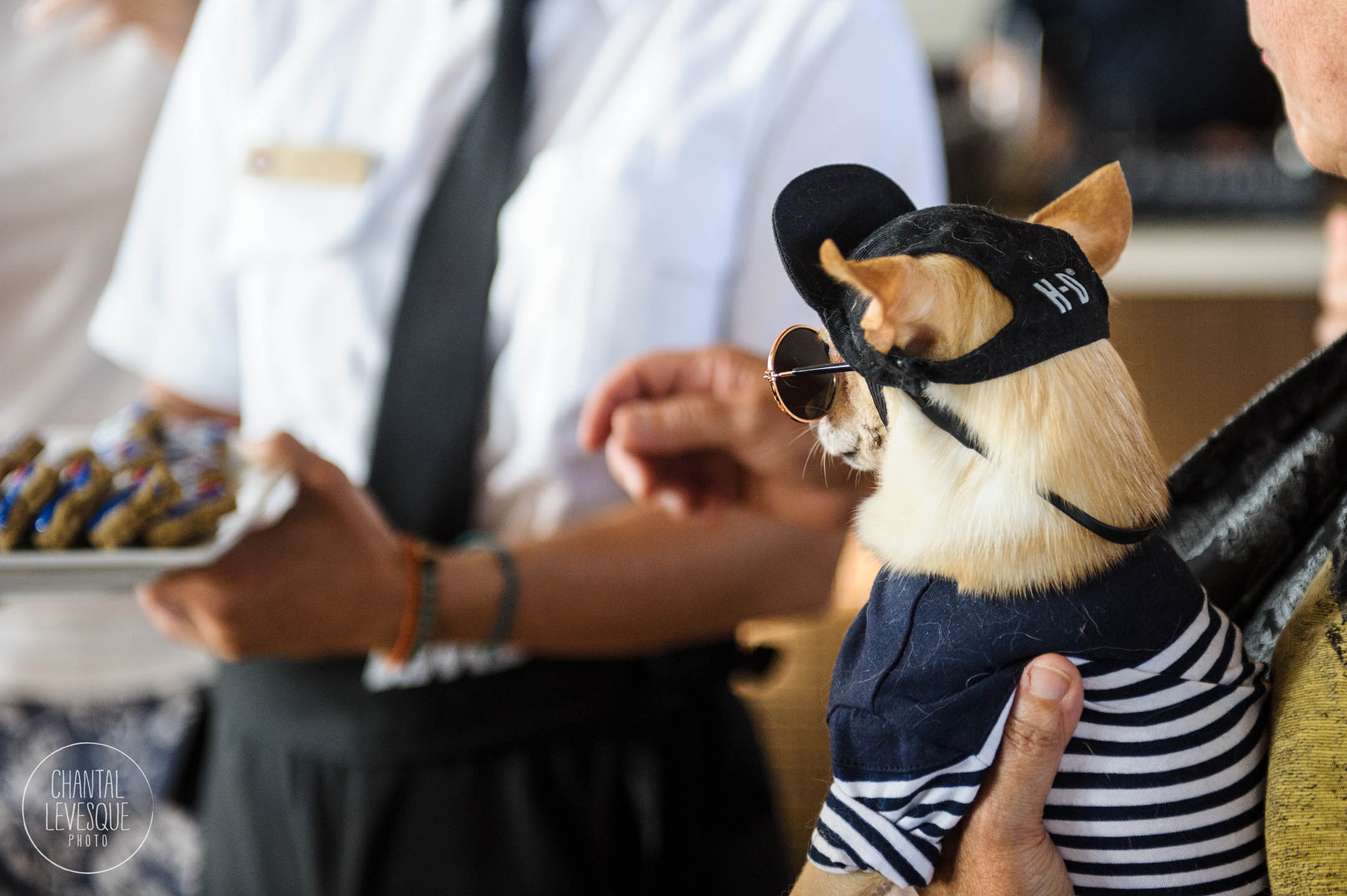 croisiere-chien-mtl-2942.jpg