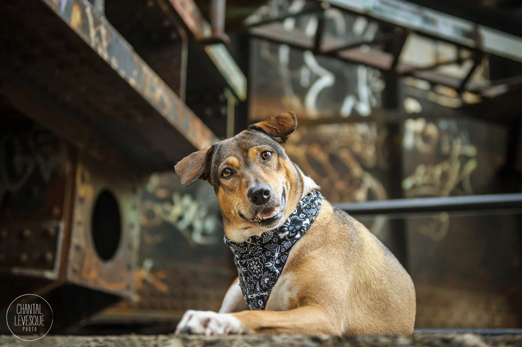 mutt-photographer-montreal.jpg