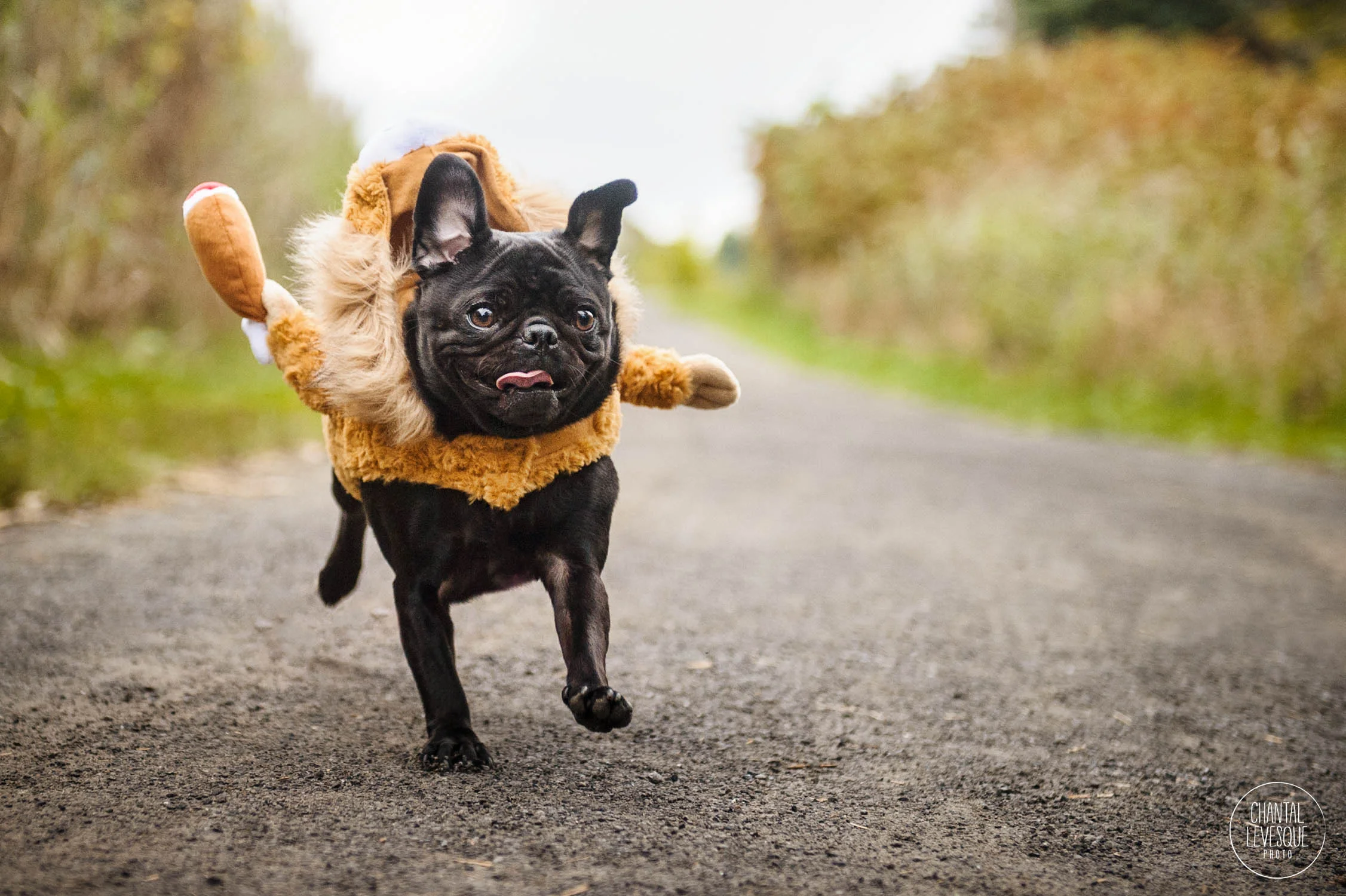 black-pug-running.jpg